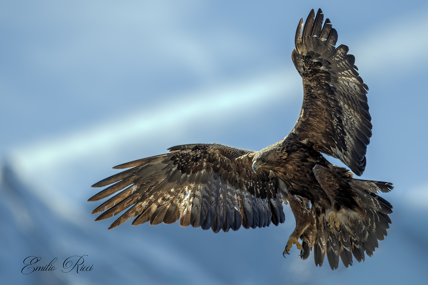 Aquila reale Alpi Italiane