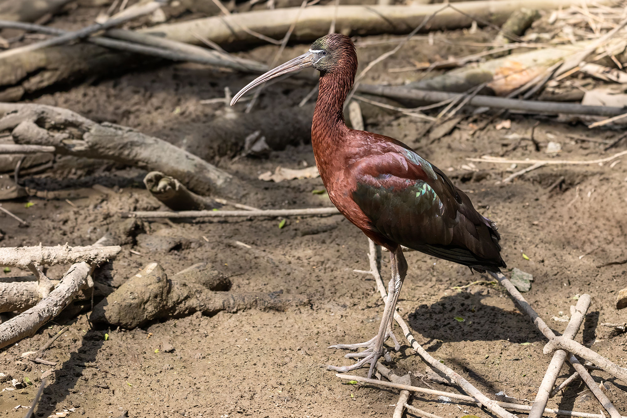 Plegadis facinellus