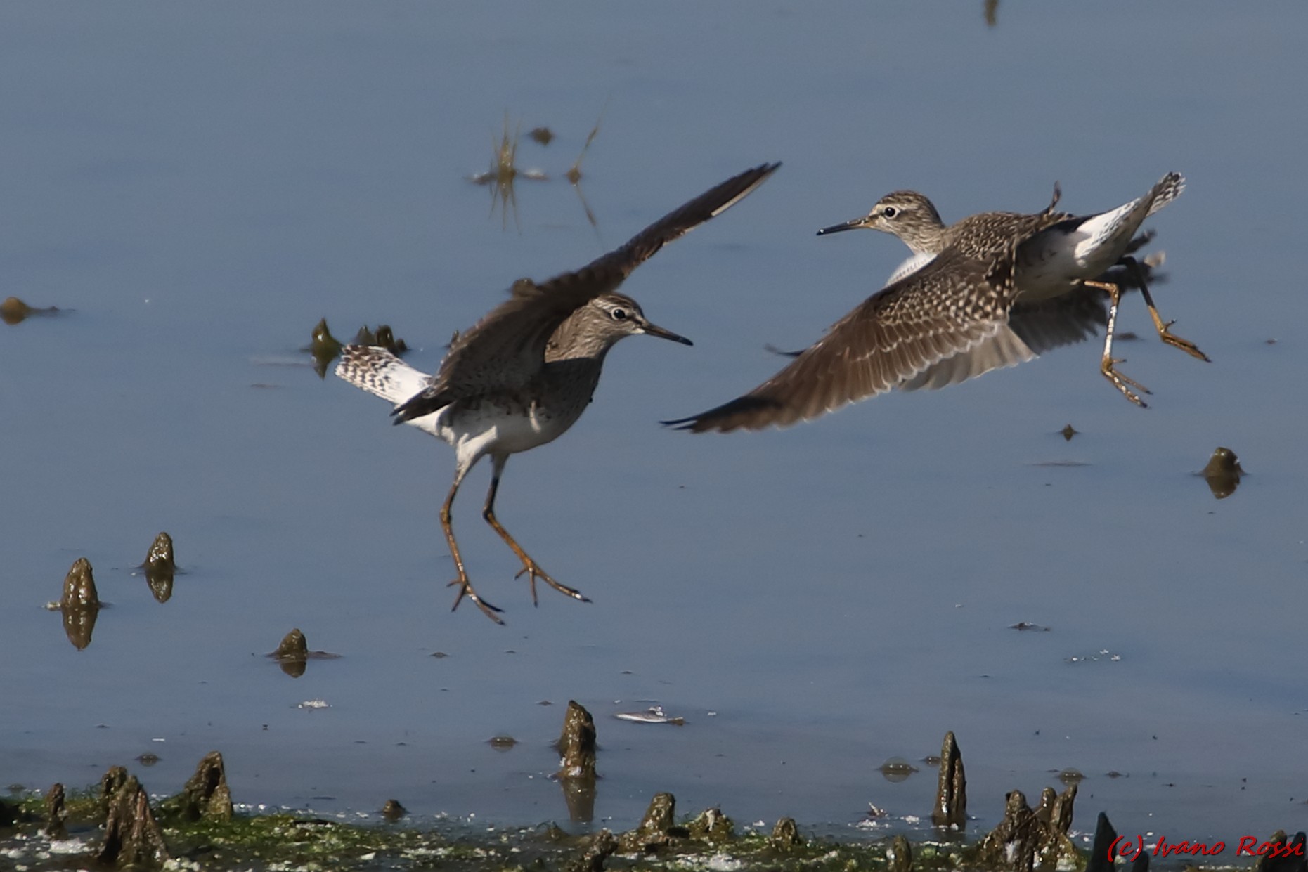 Wood Sandpiper