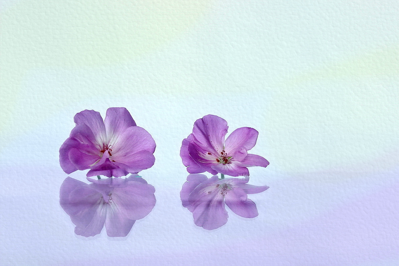 due bellissimi fiori viola