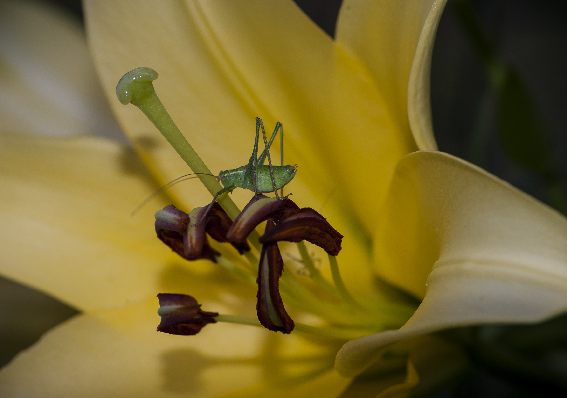 Leptophyes punctatissima
