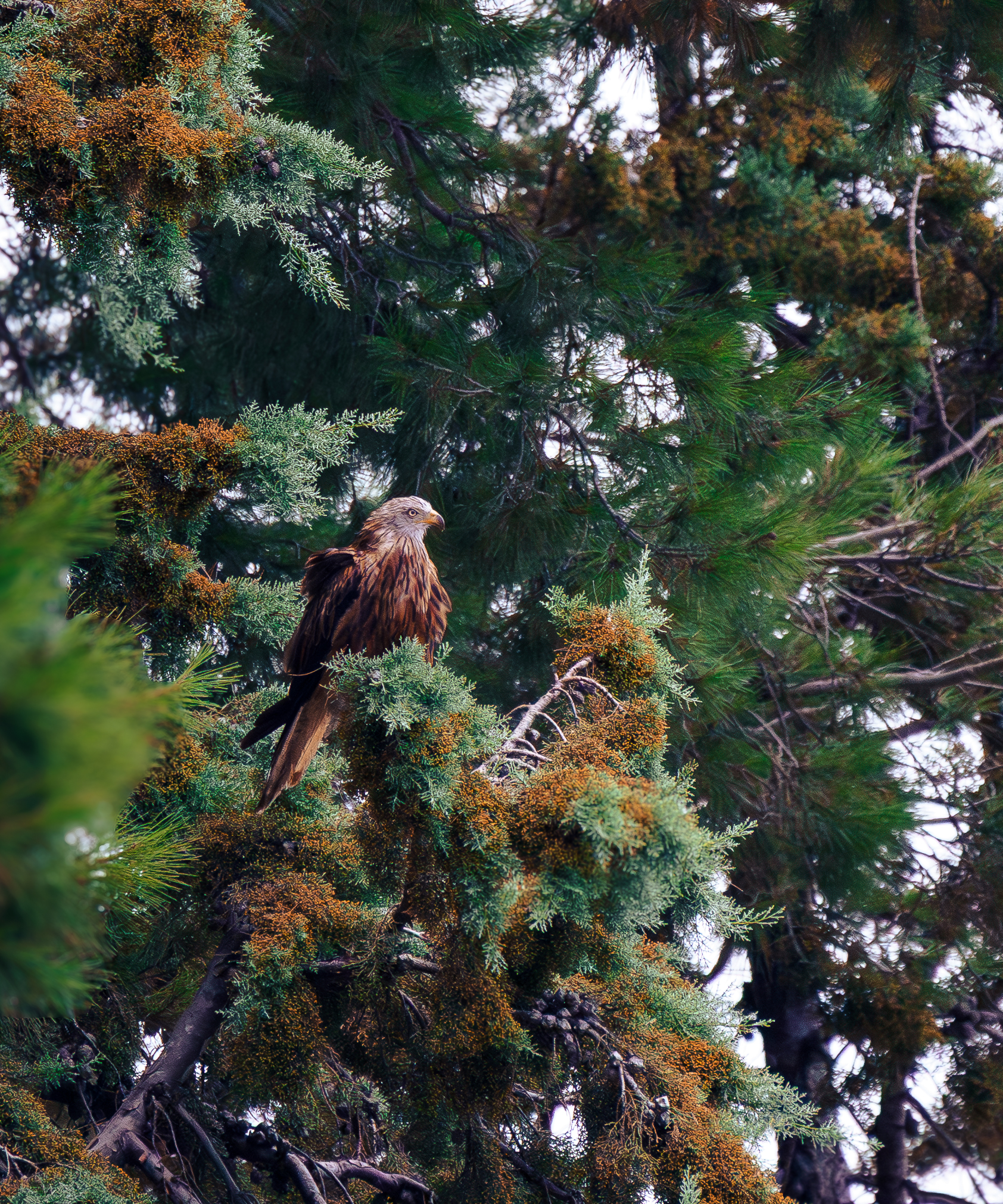 Red Kite on the tree