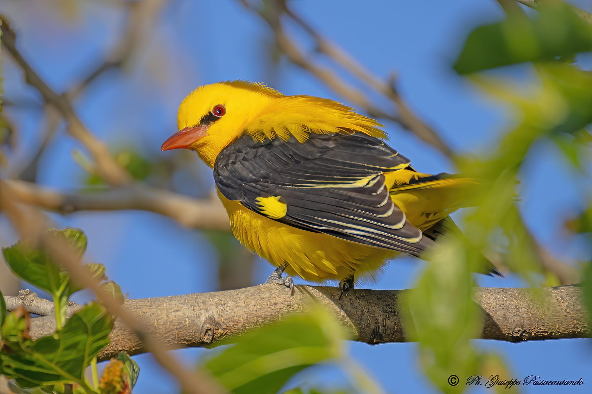 ORIOLE AT THE FIRST LIGHT OF DAY