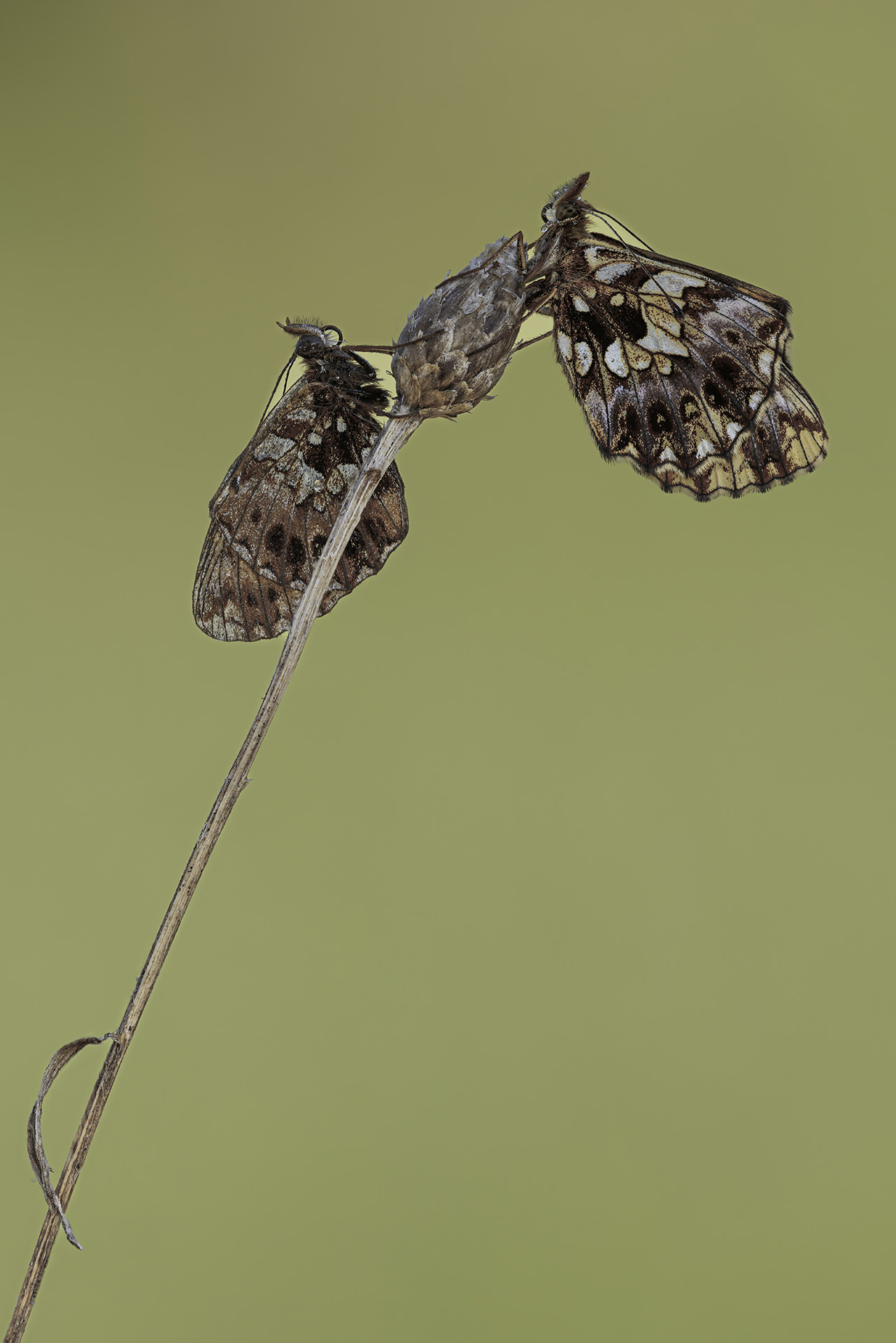 Butterfly Boloria (Dia? )