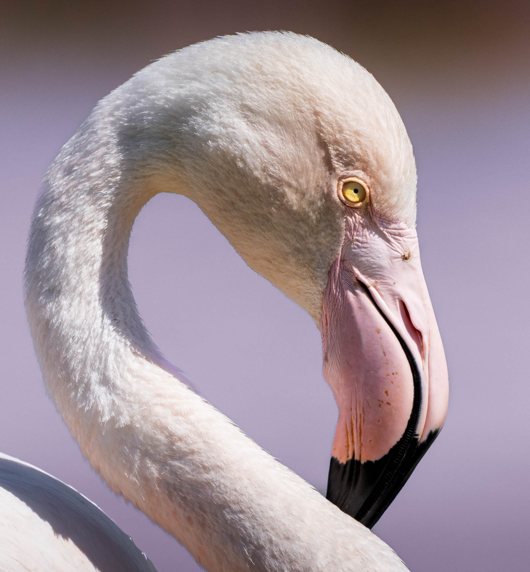FLAMANT ROSE