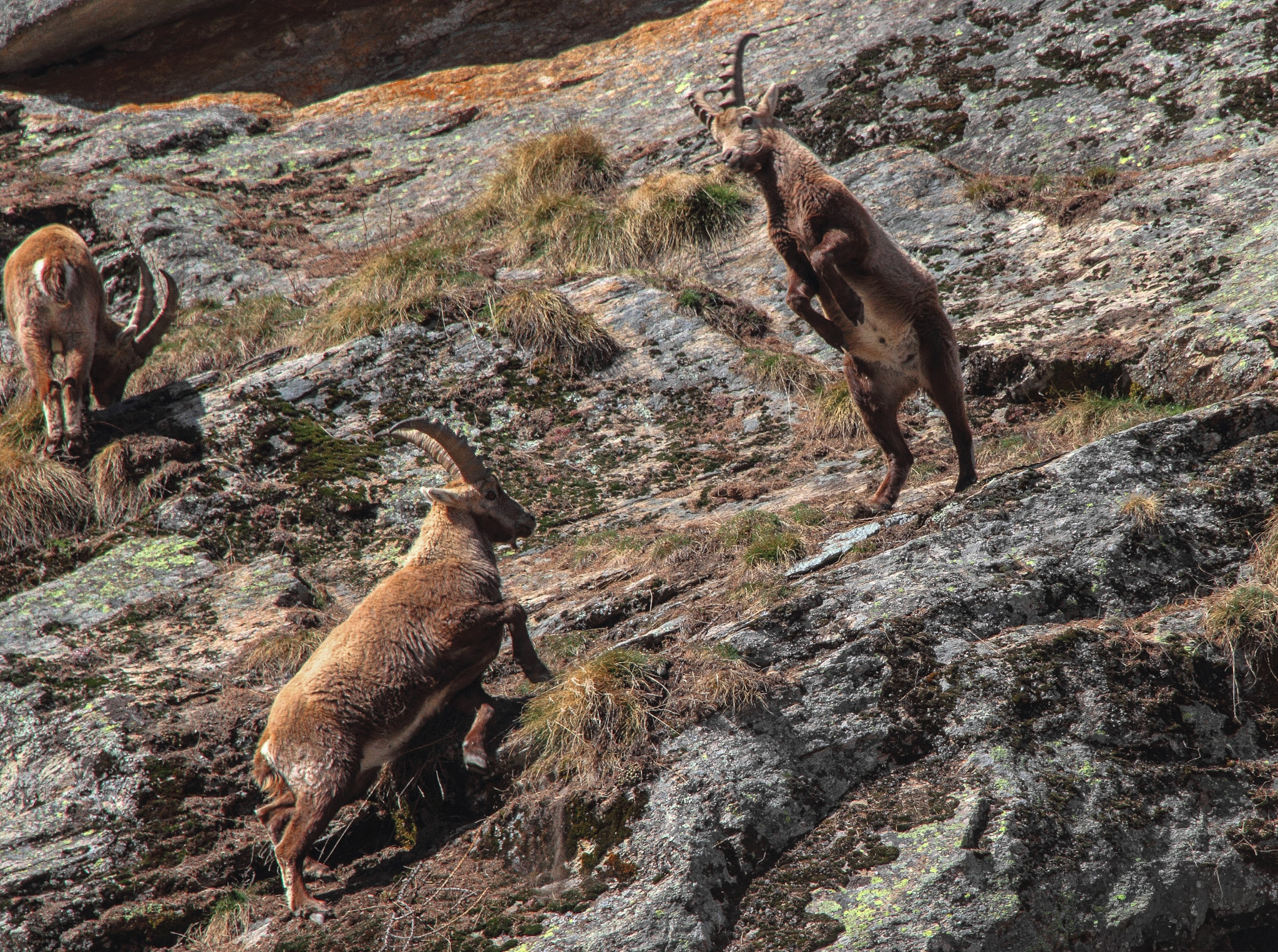 games between ibexes to show off