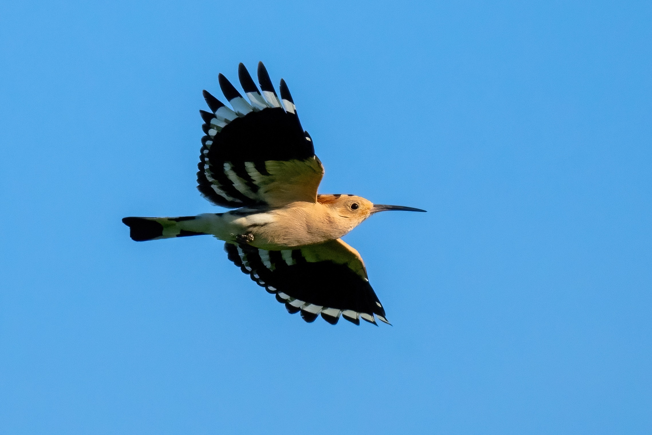 HOOPOE (Hoopoe epops)