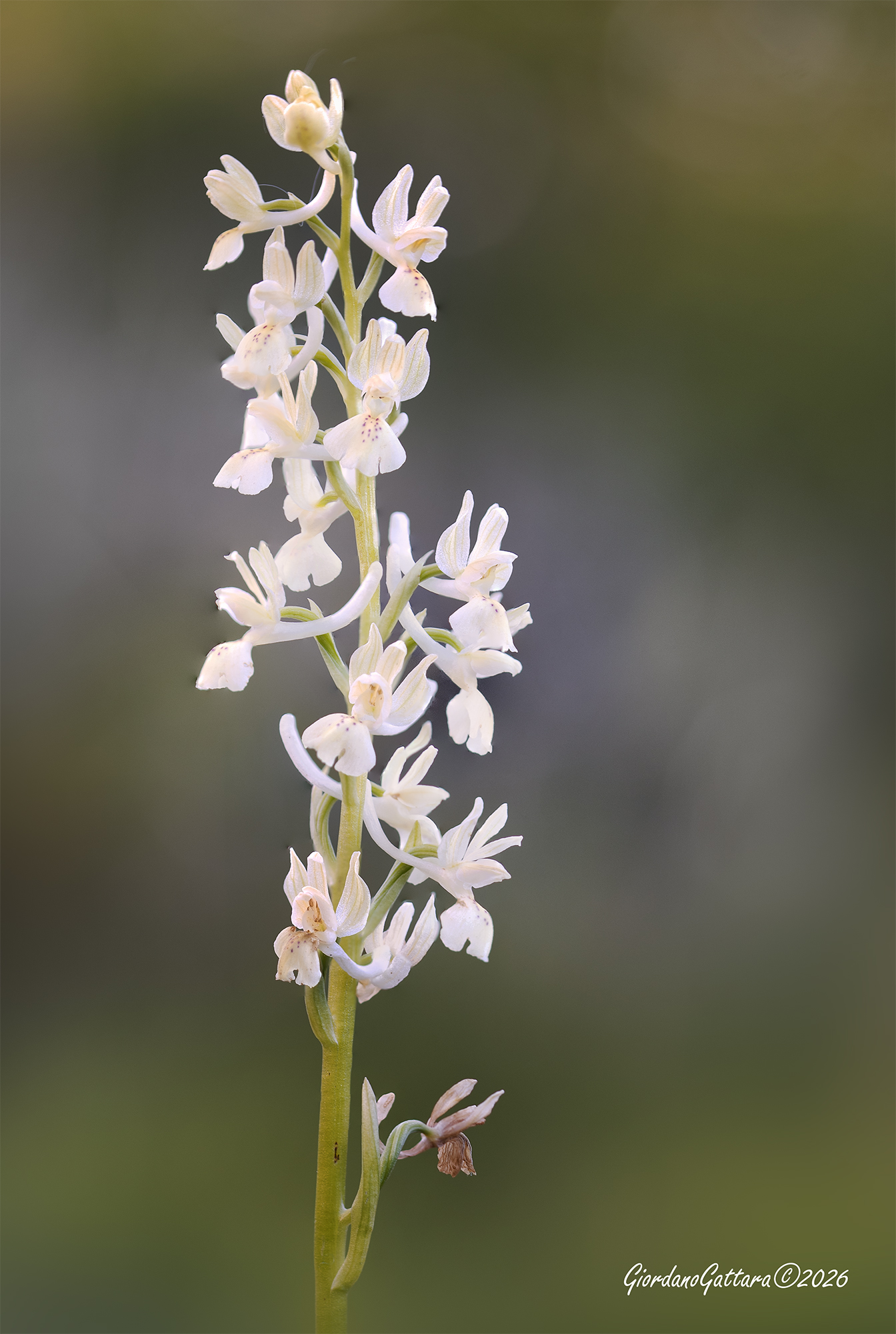 Orchis provincialis