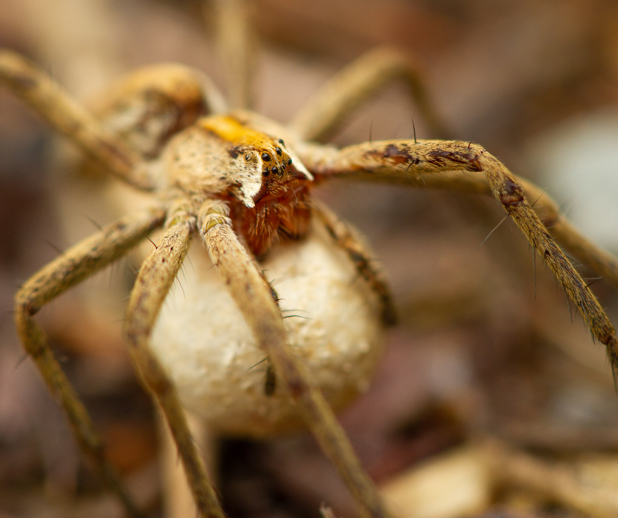 Nursery web spider
