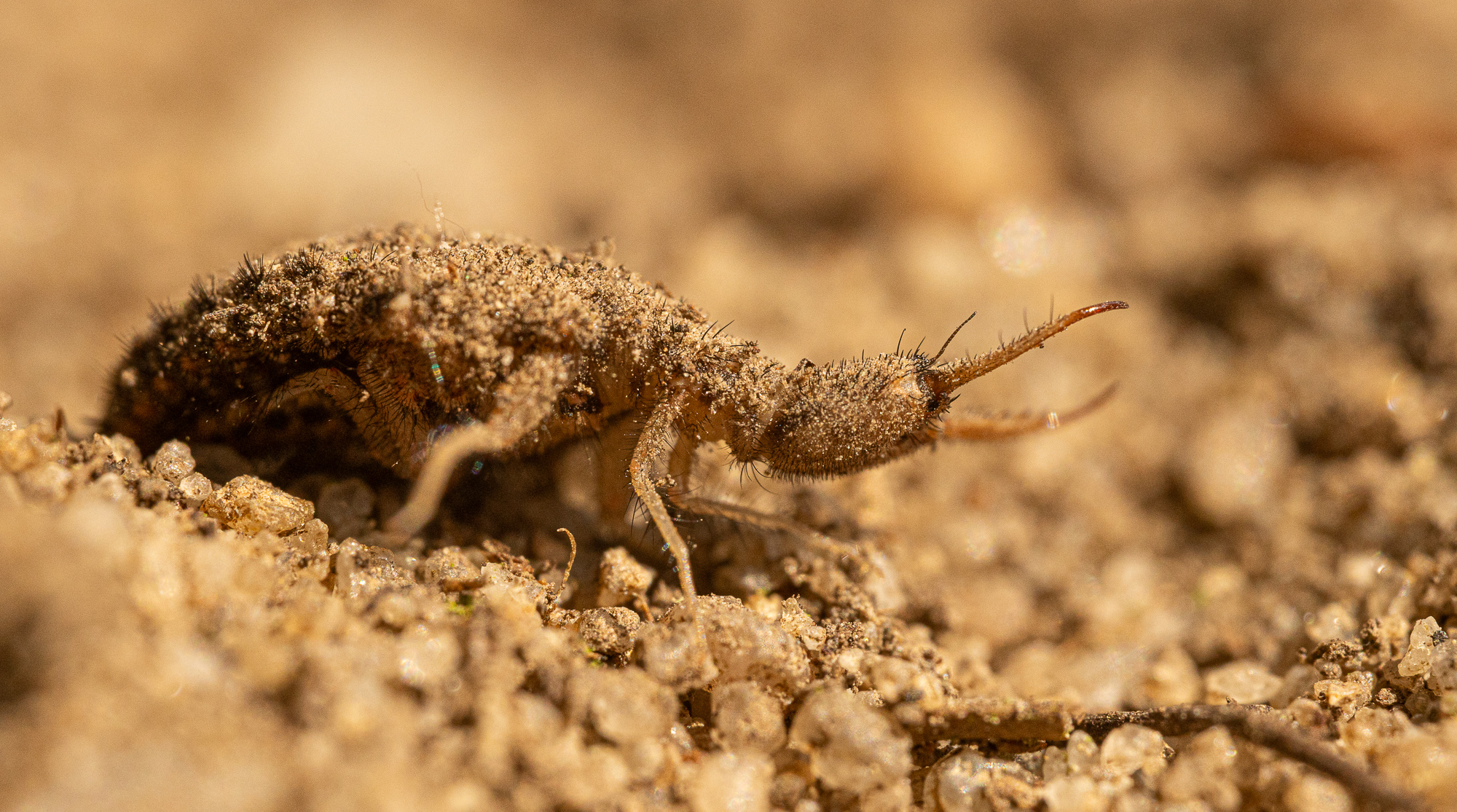 Antlion