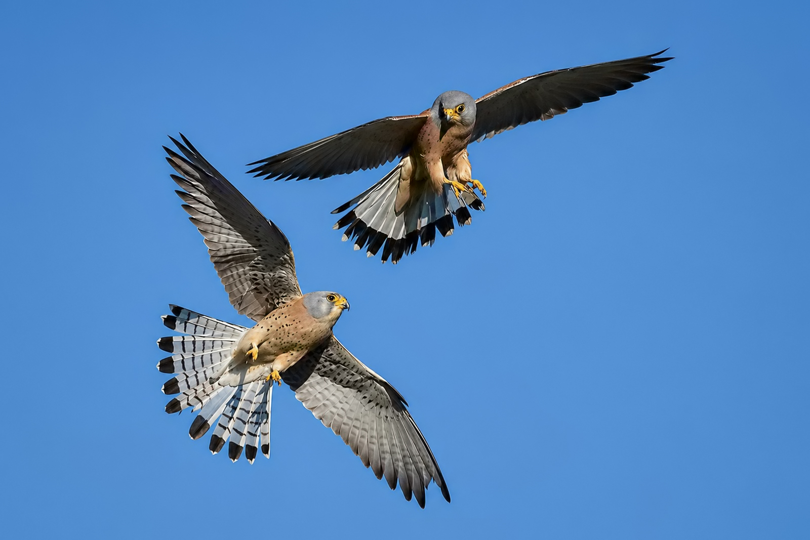 "la coppia" (falco grillaio).