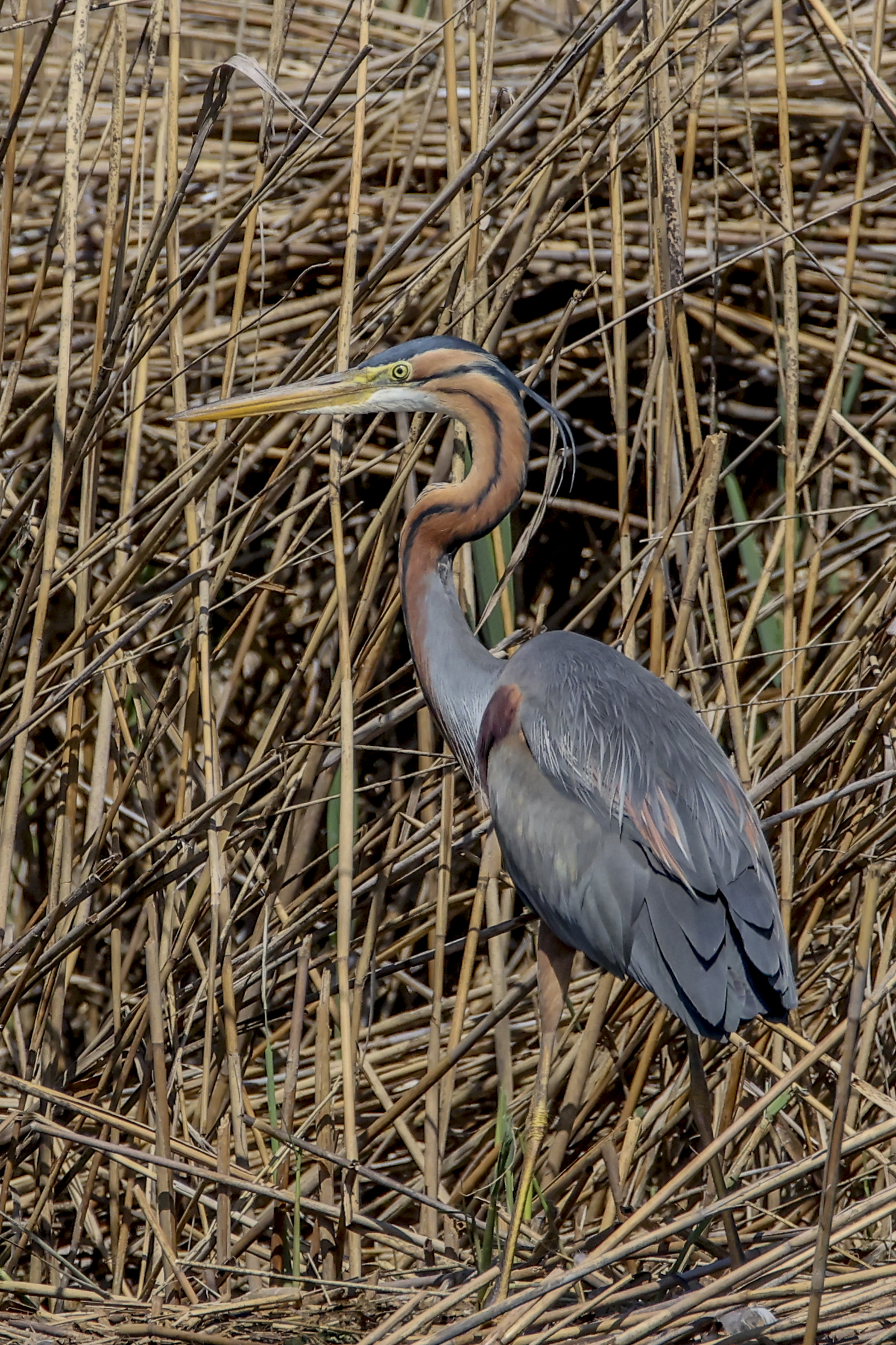 Purple Heron