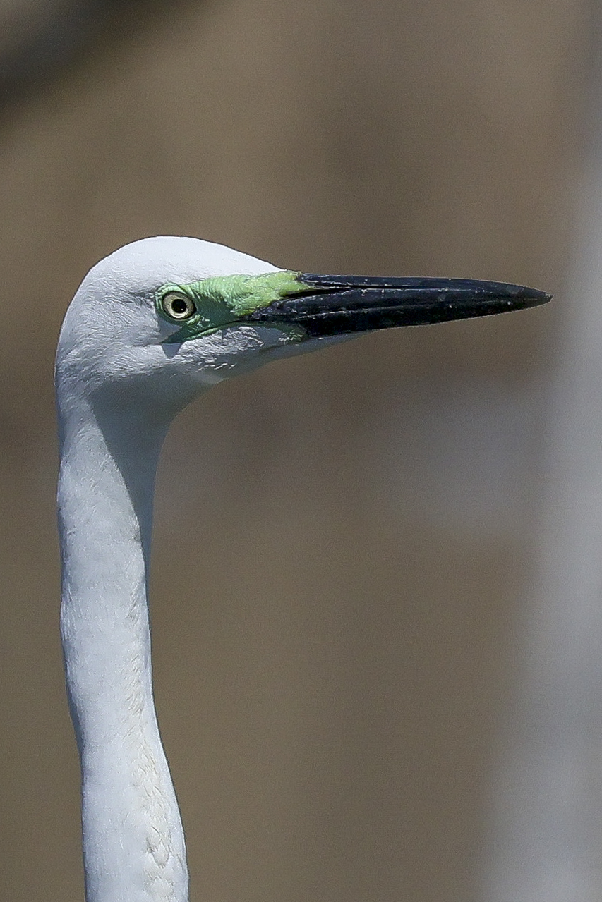 White Heron