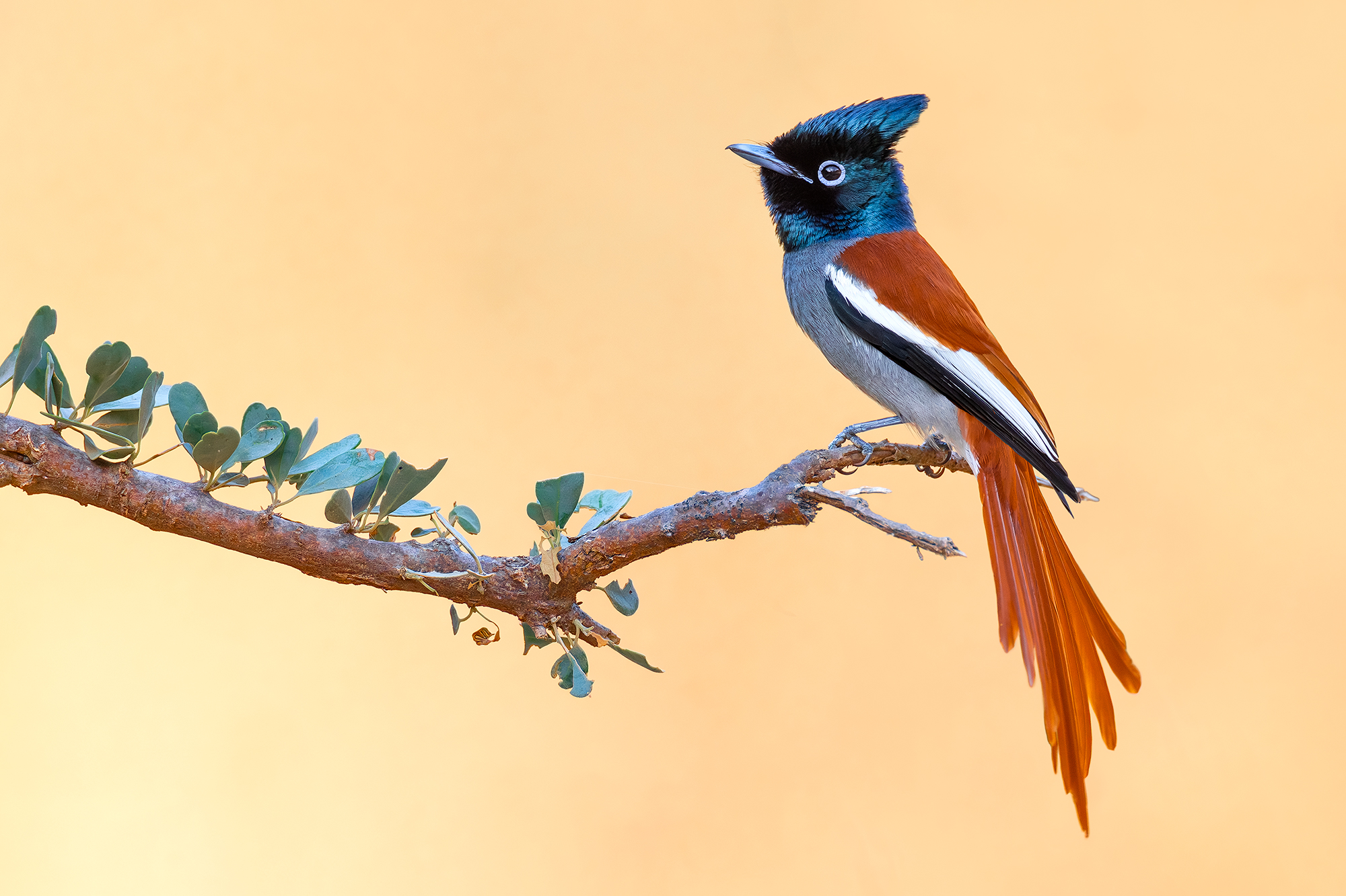 Pigliamosche del paradiso africano