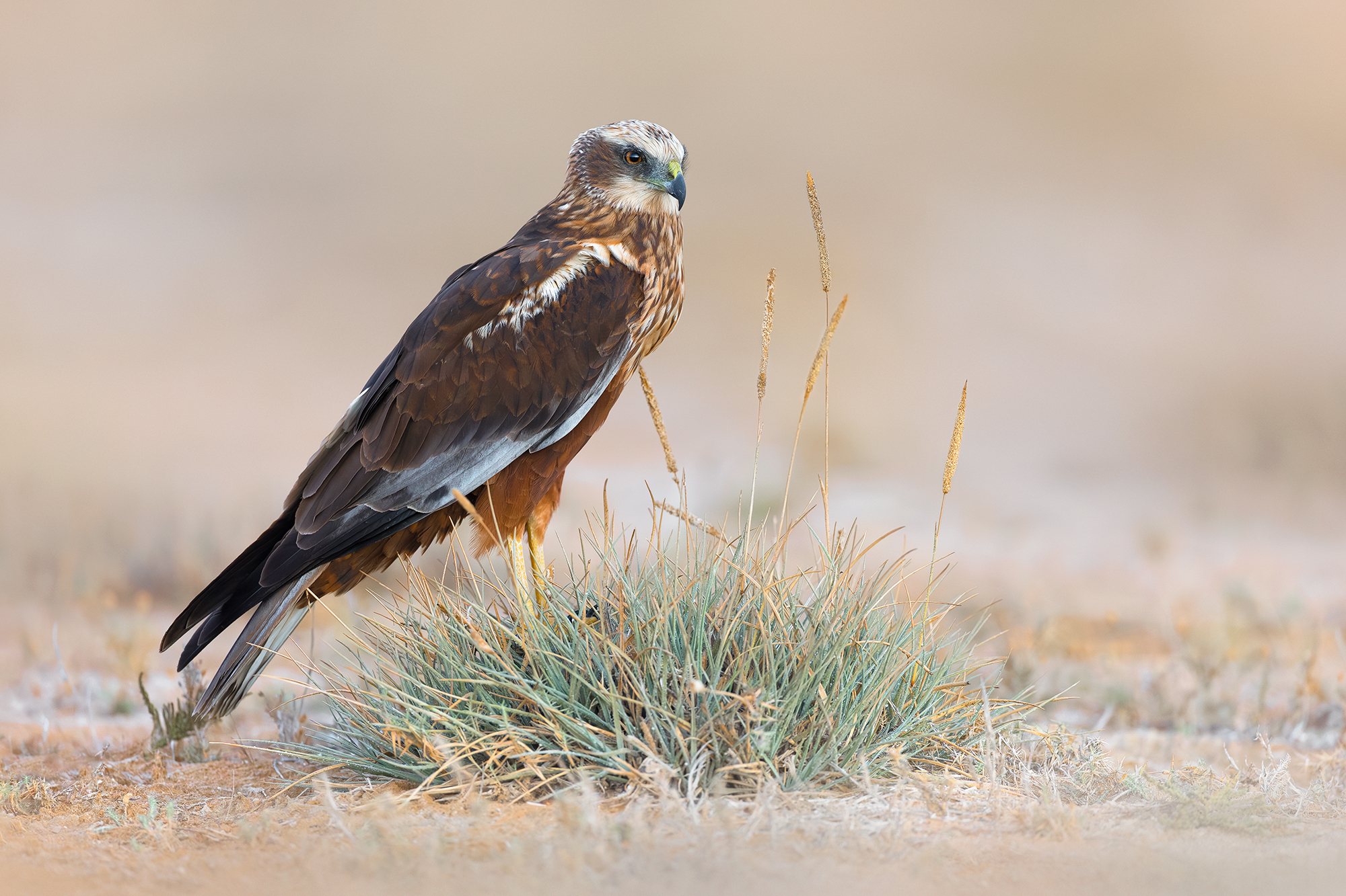 Falco di palude