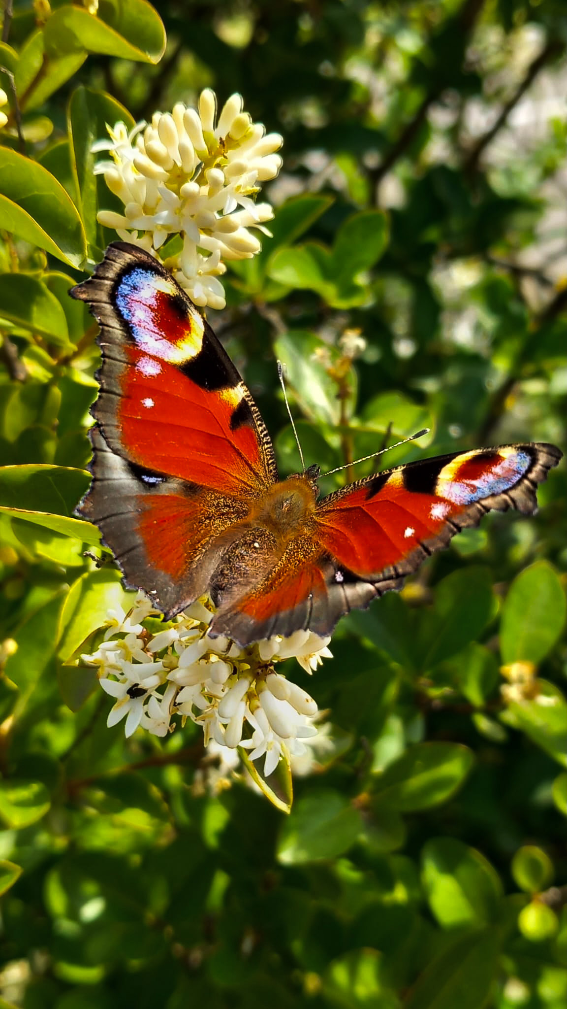 Aglais Io