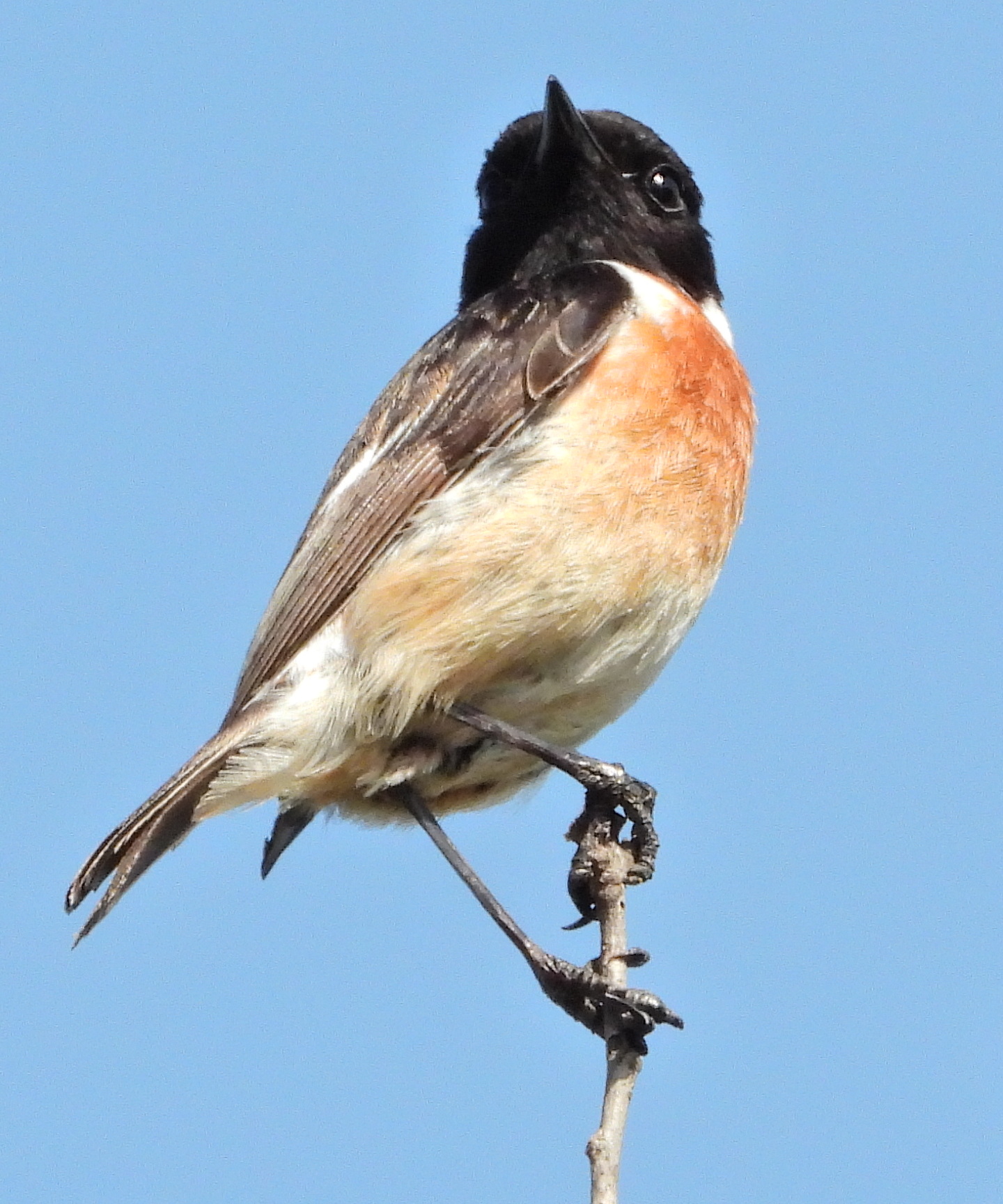 Acrobat posing