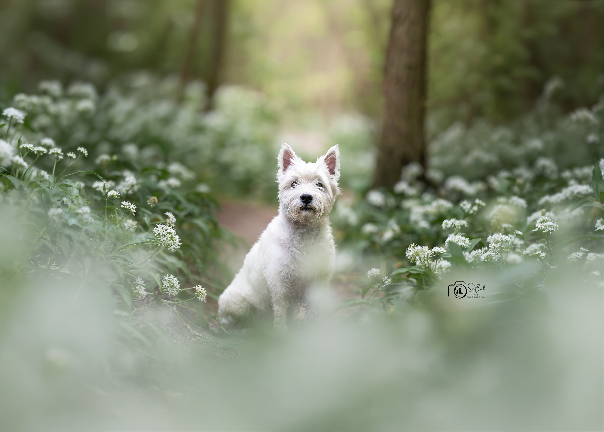 Nala