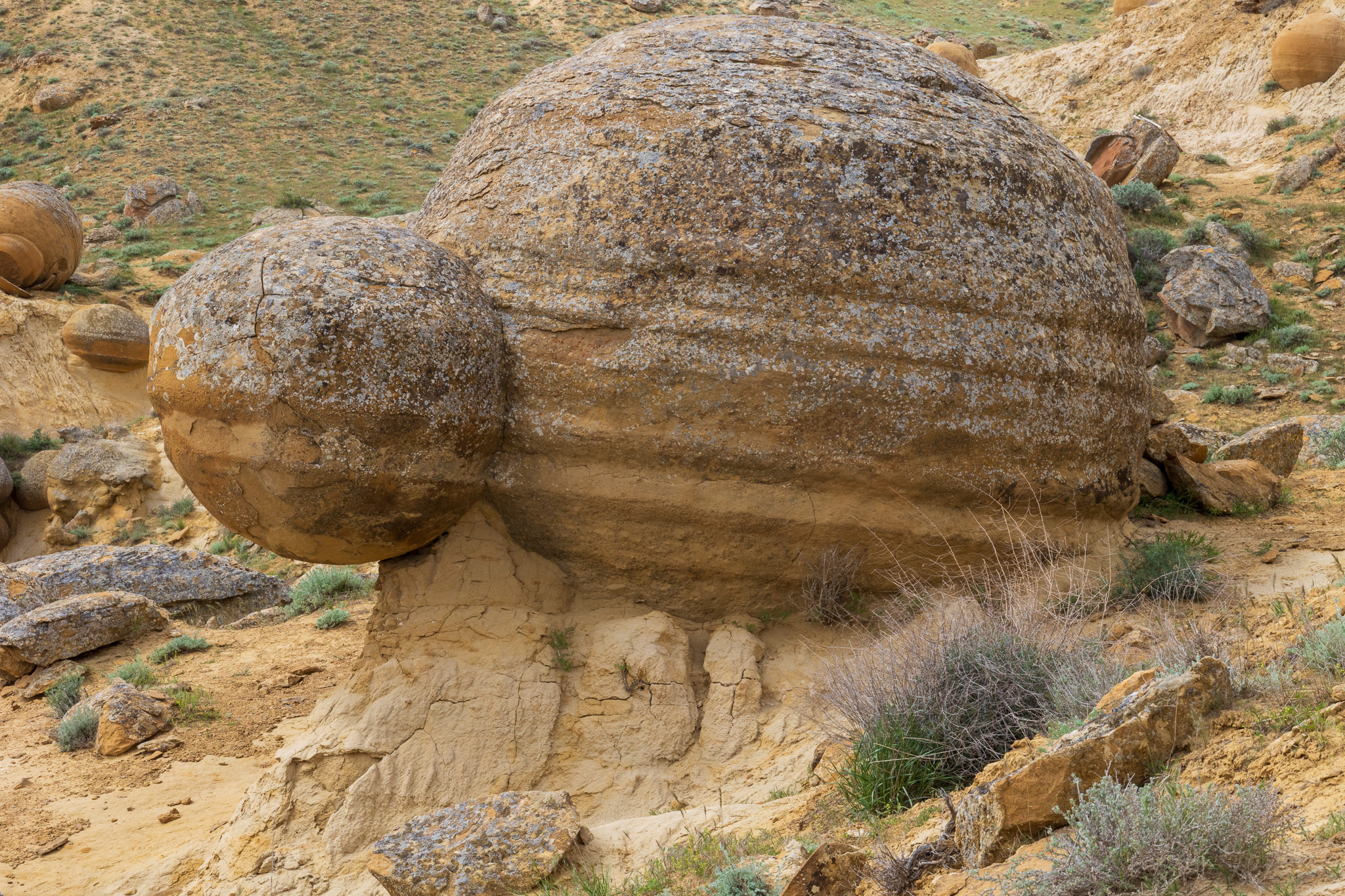 Prehistoric tortoise