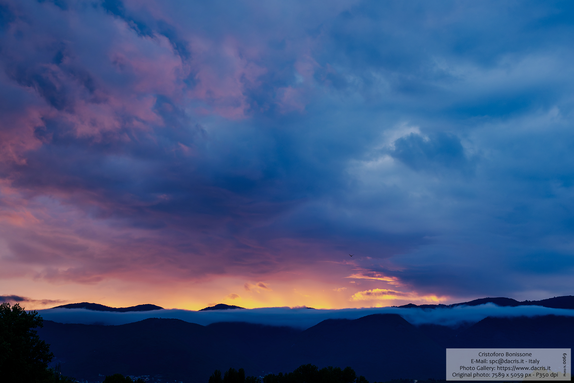 Bird Sunset - Photo 0069