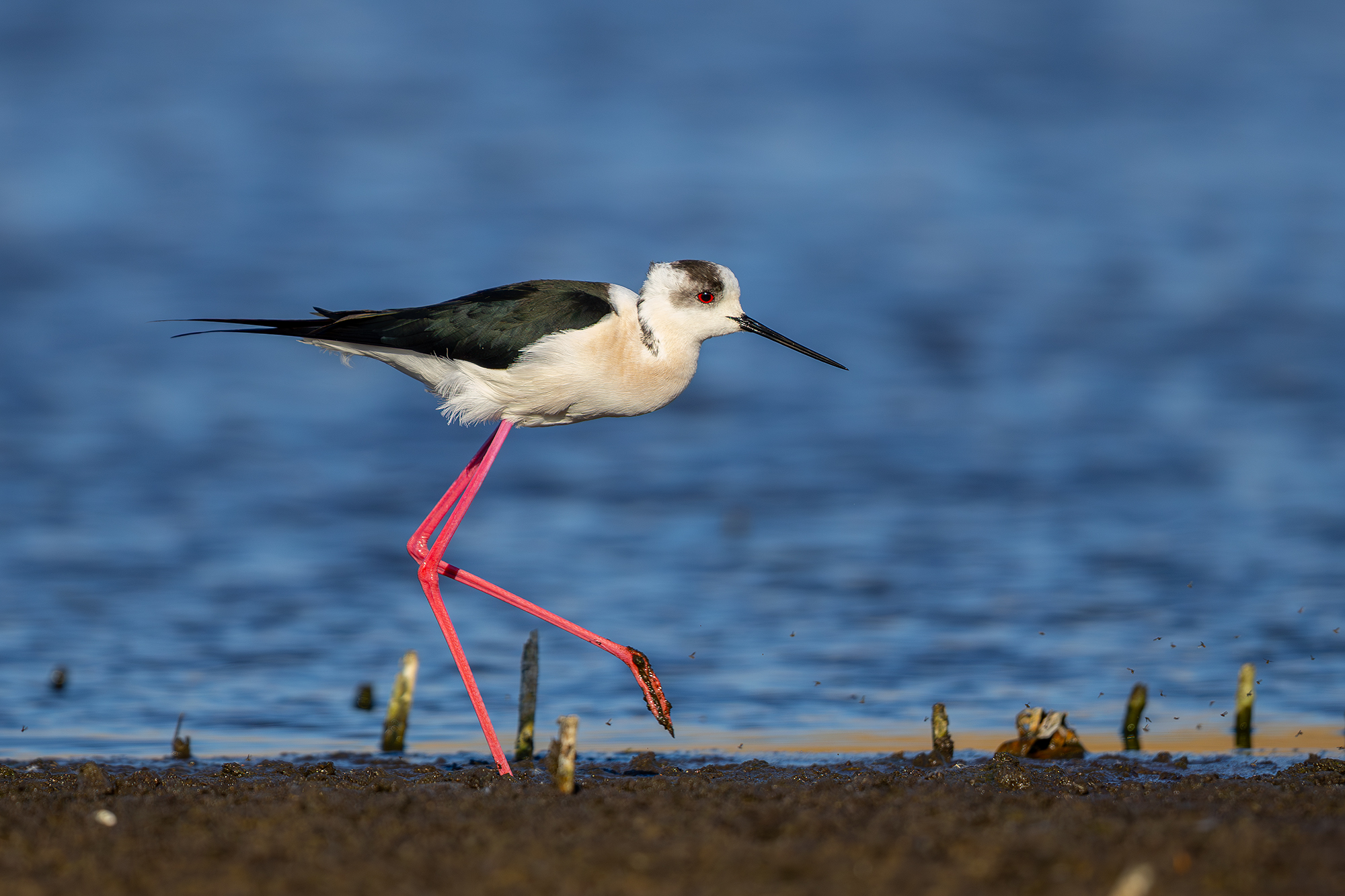 Himantopus himantopus
