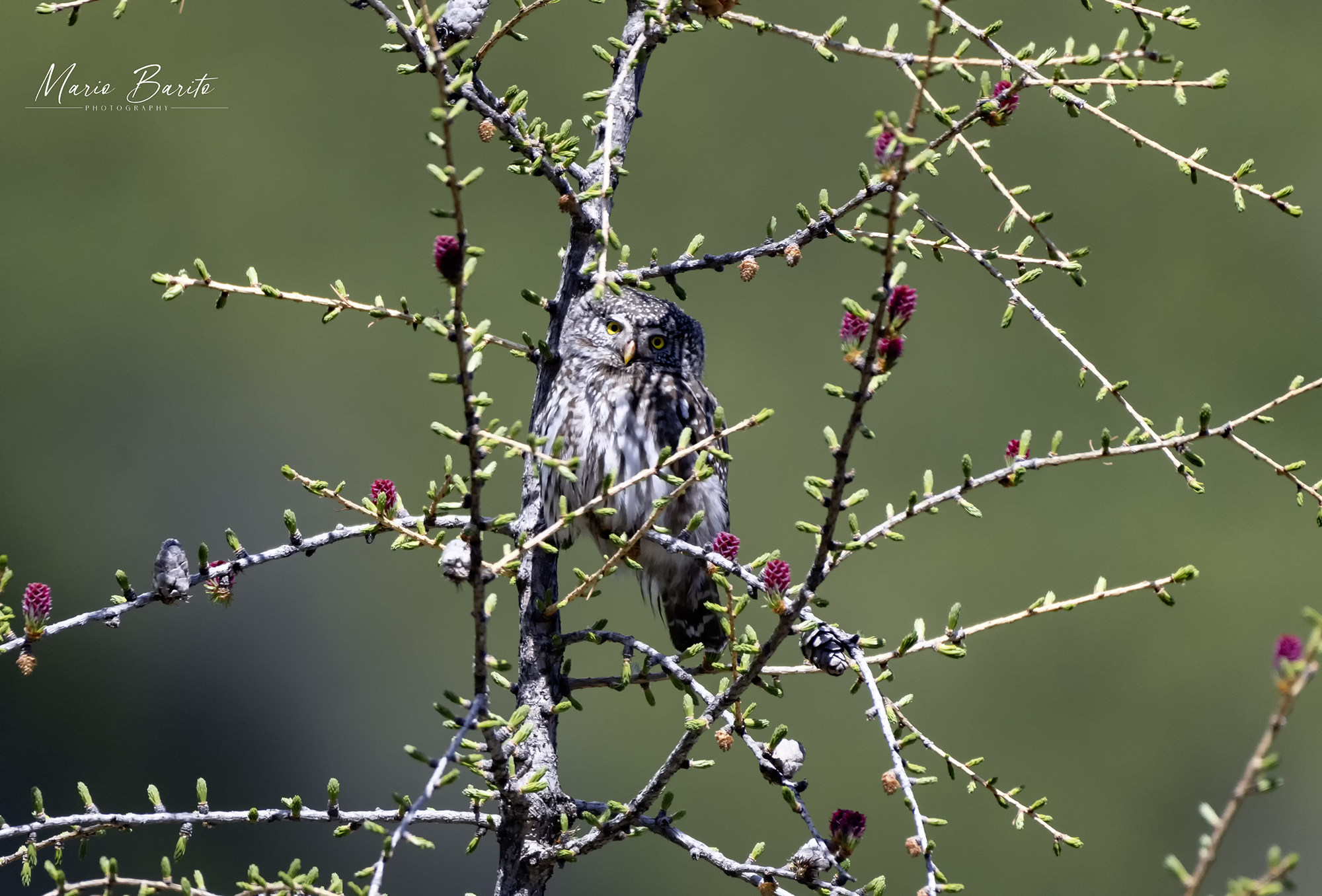 Dwarf Owl