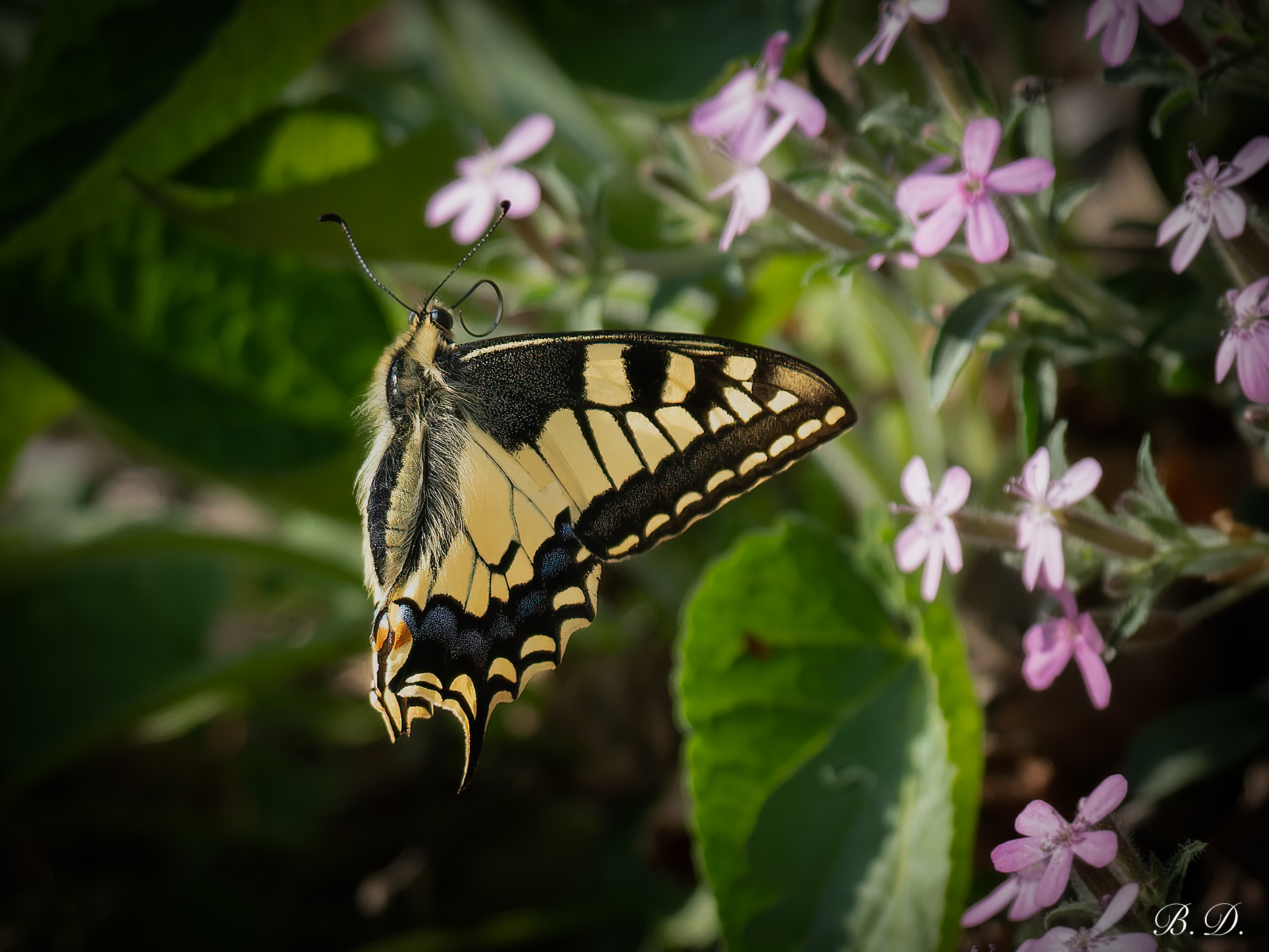 Papilio machaon