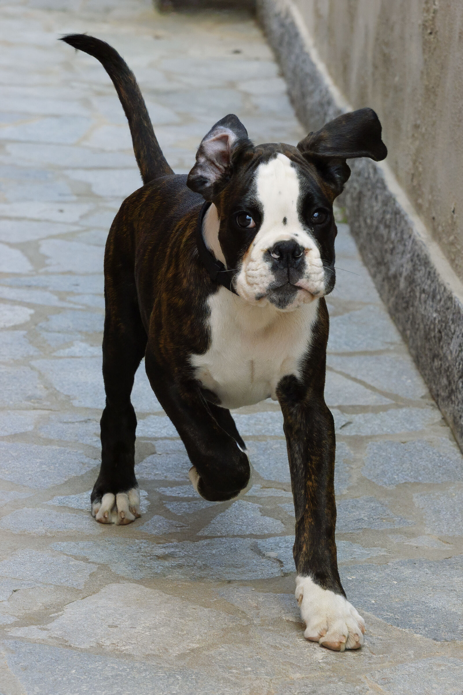 Ettore