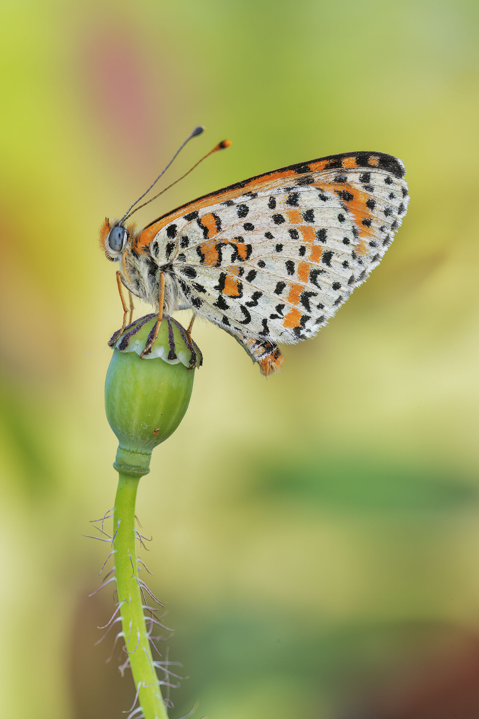 Melitaea didyma