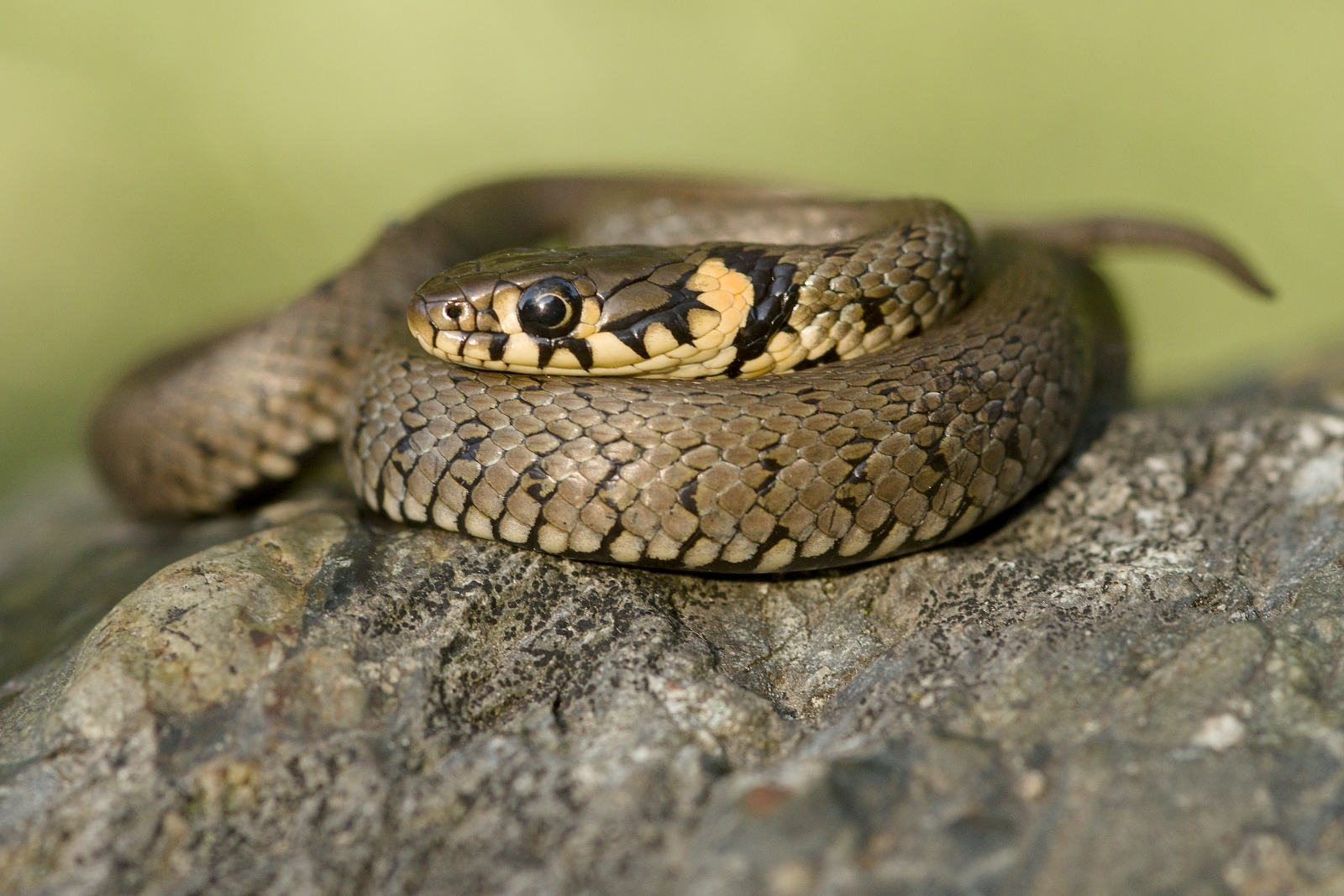 Serpente d'erba