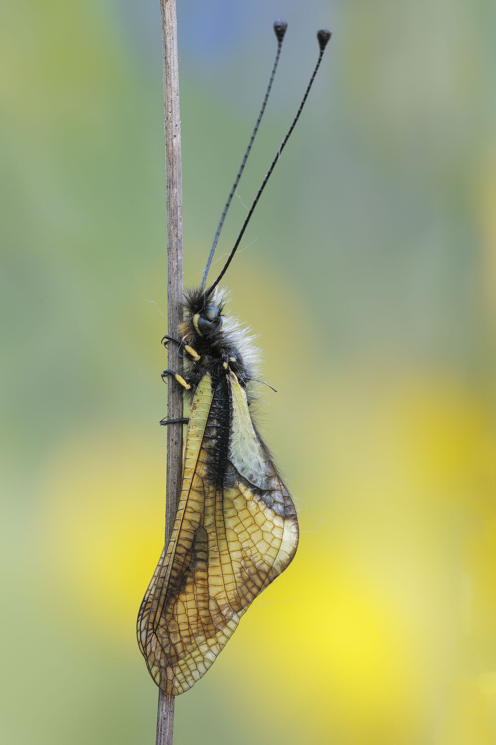 Libelloides