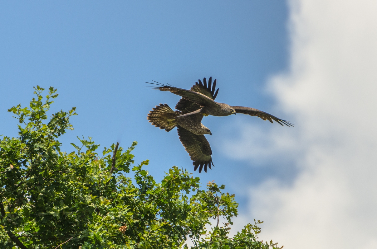 Switzerland - Geneva - Black Kite