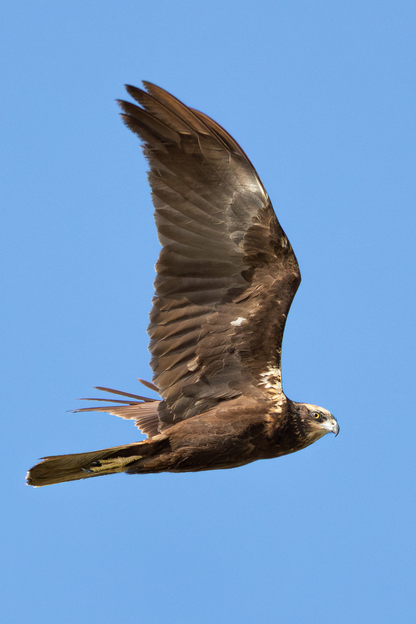 Marsh Harrier (female)