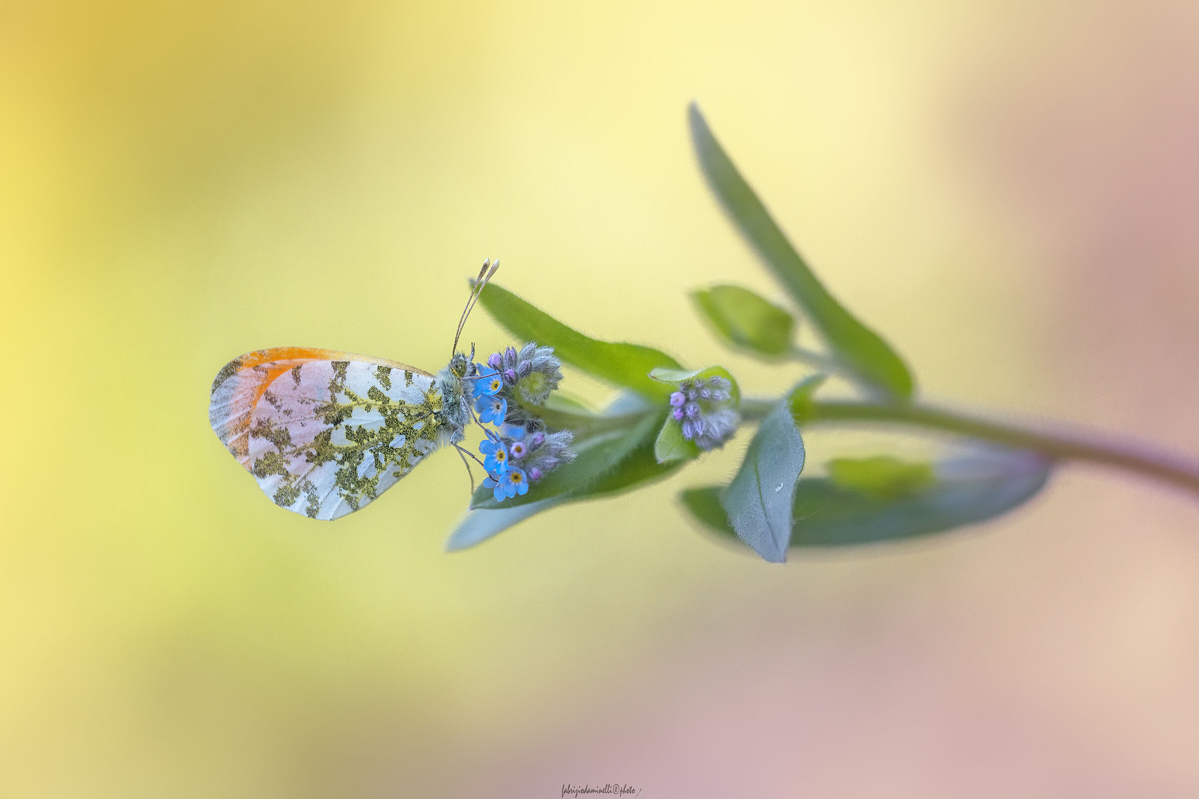 Anthocharis cardamines