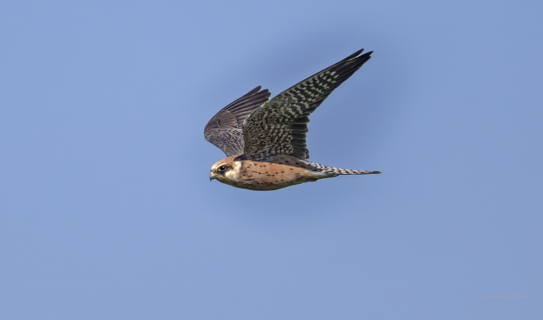 Falco cuculo (femmina)
