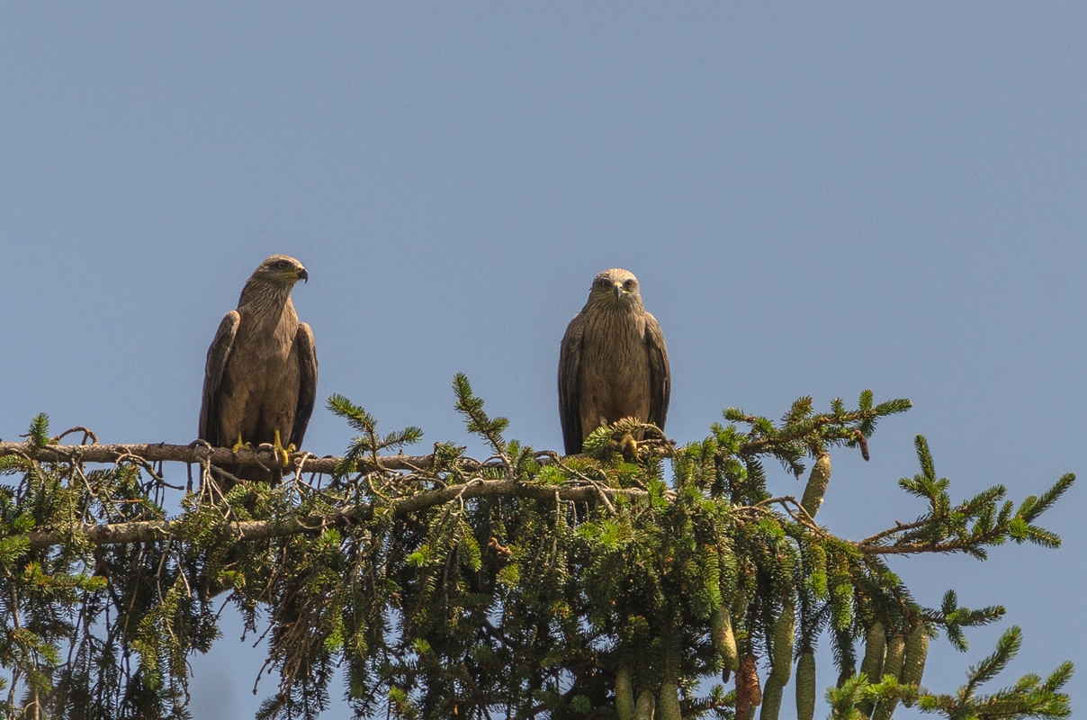 Switzerland - Geneva - Black Kite