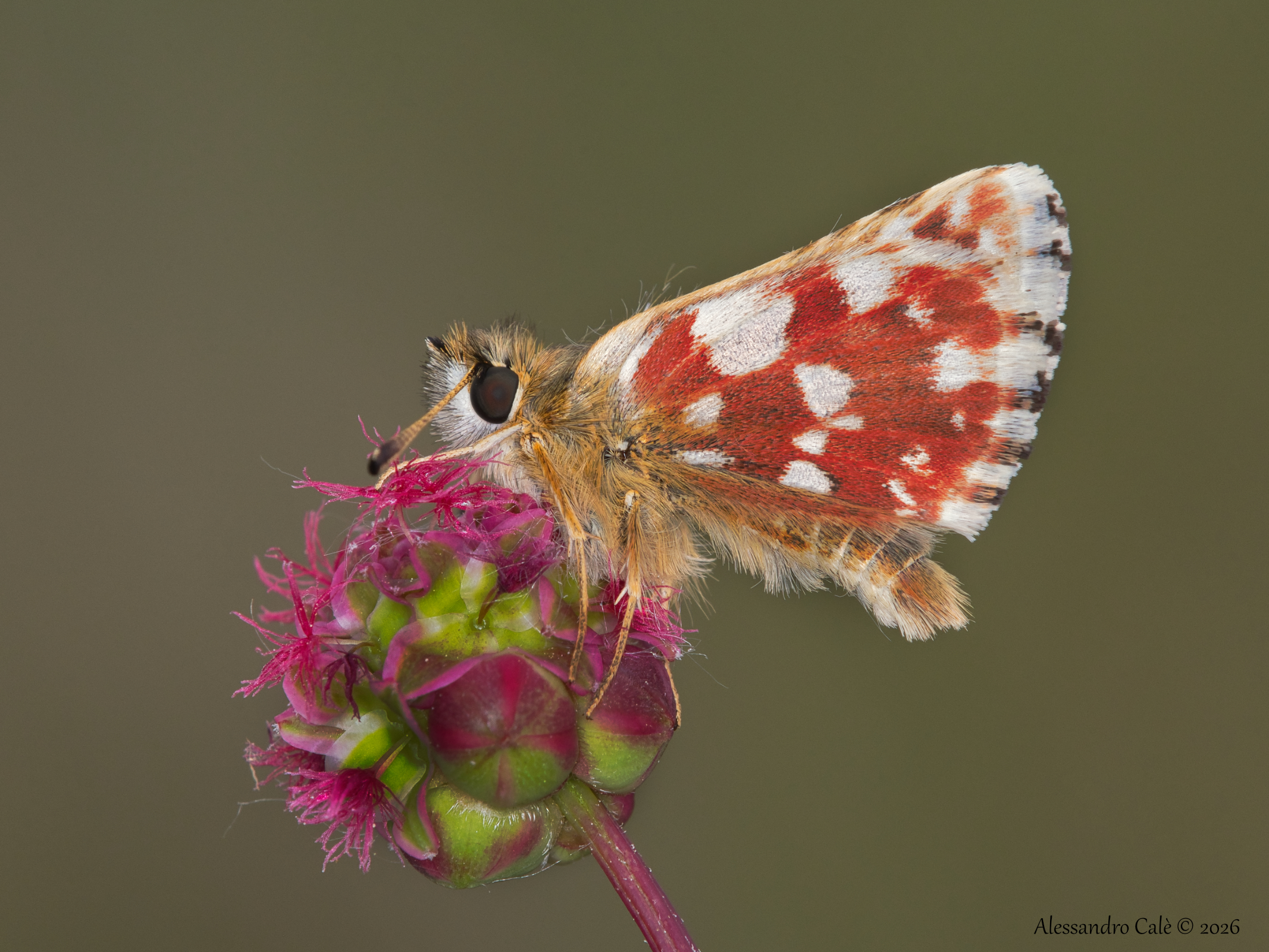 Spialia sertorius 5700