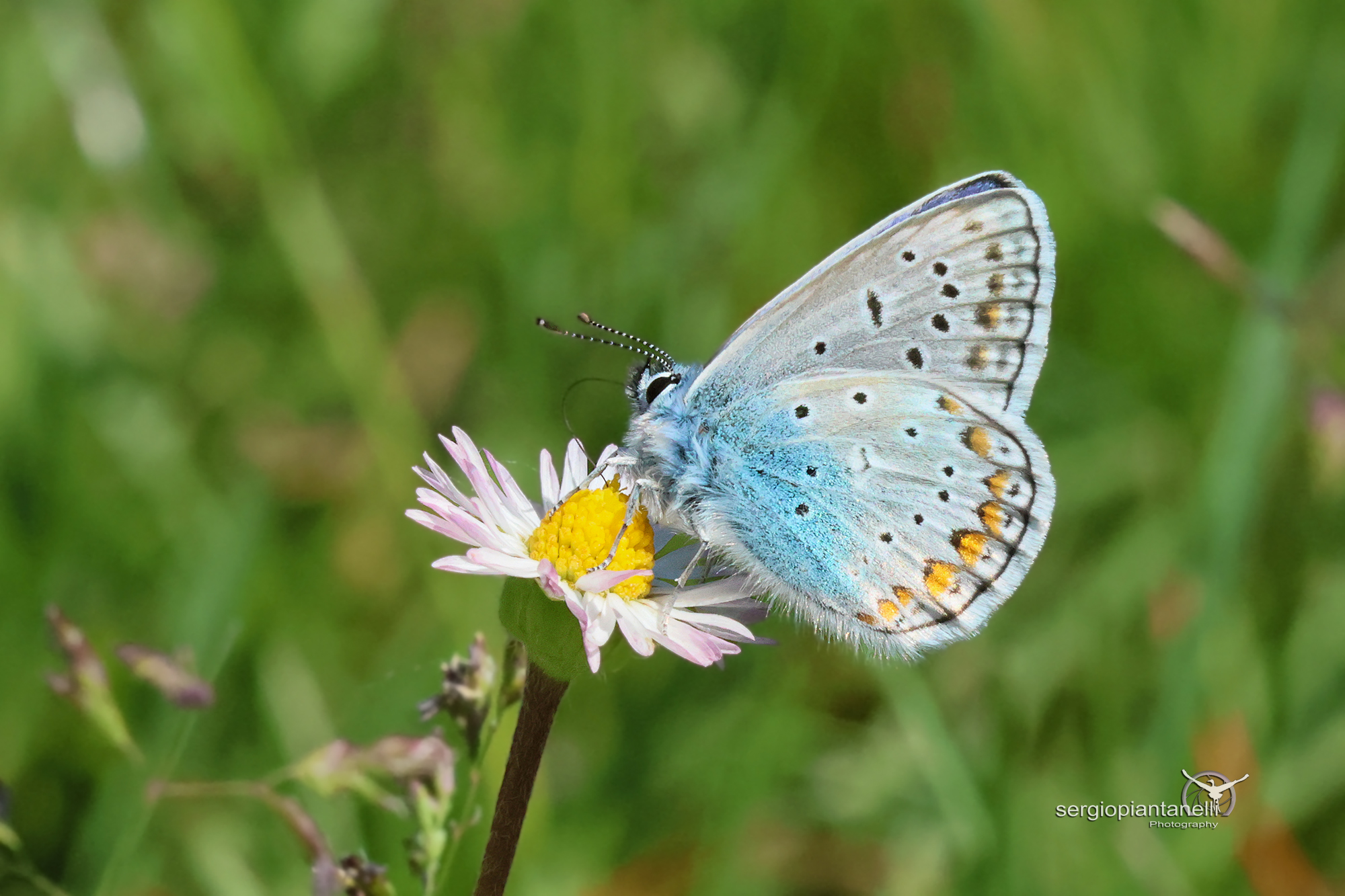 Plebejus archus