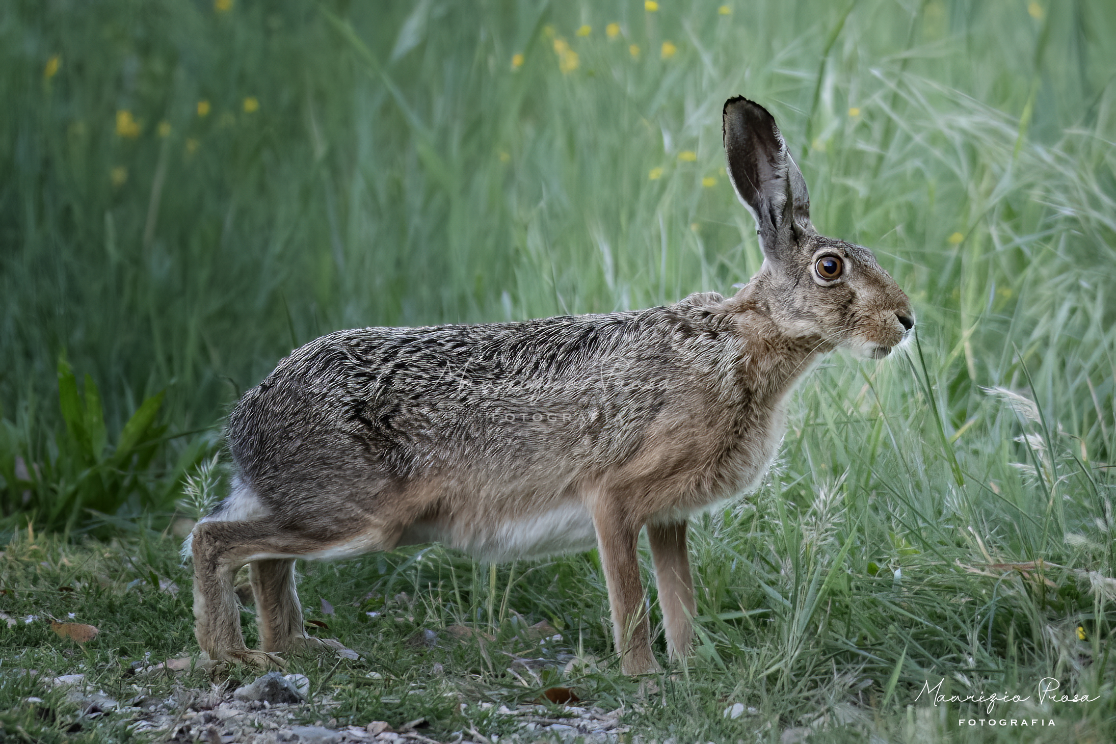 6.21 Am - Bellissimi e inaspettati incontri mattutini