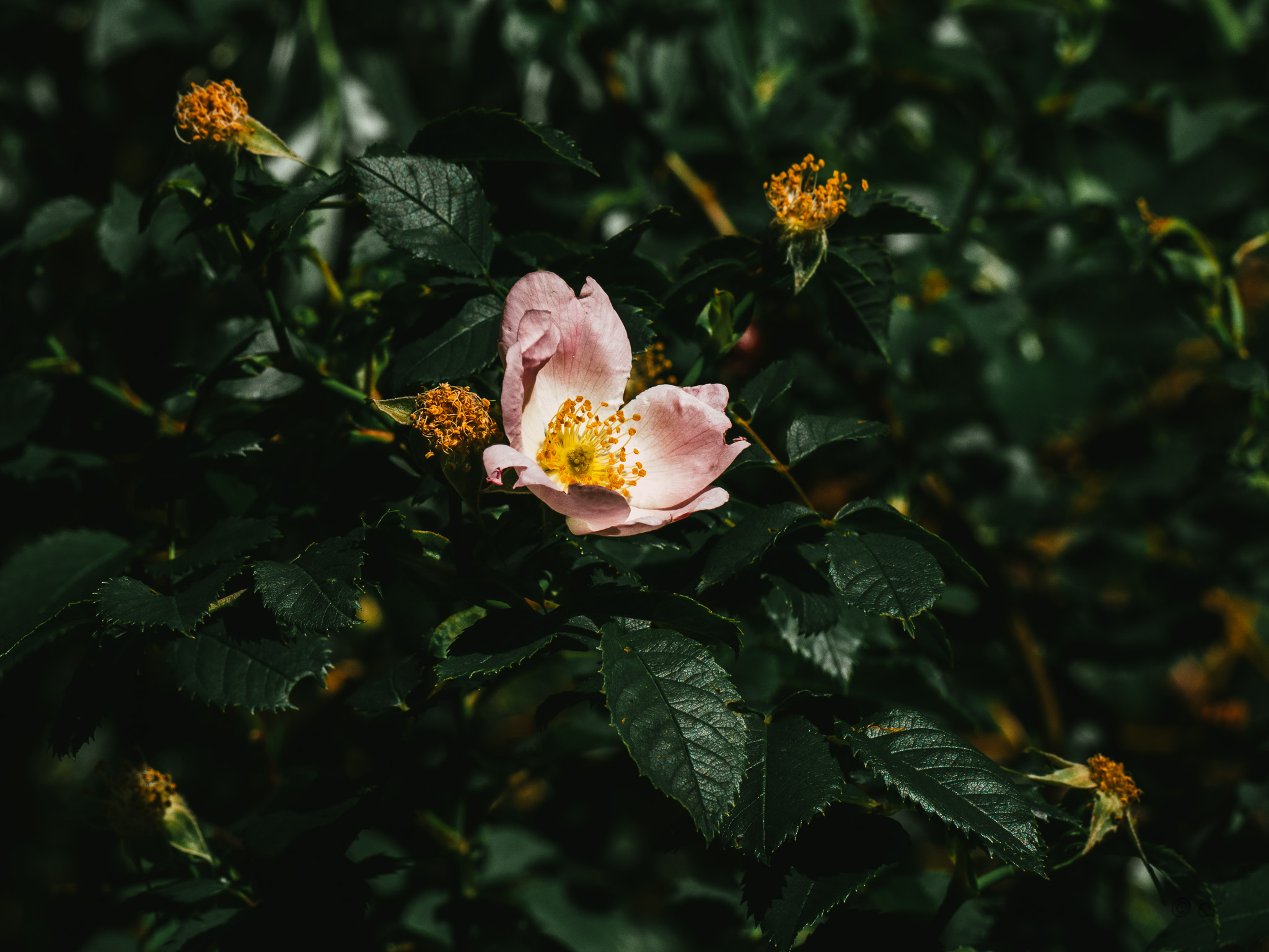 Rosehip
