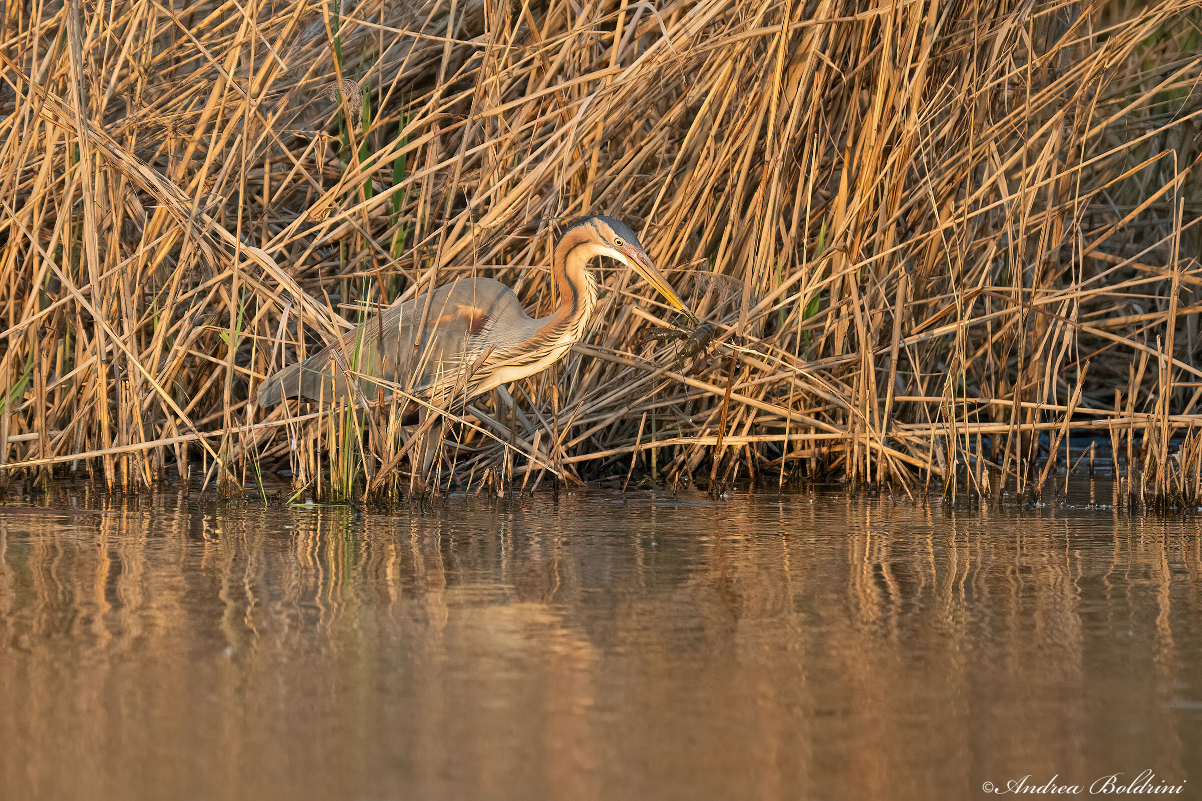 Purple Heron