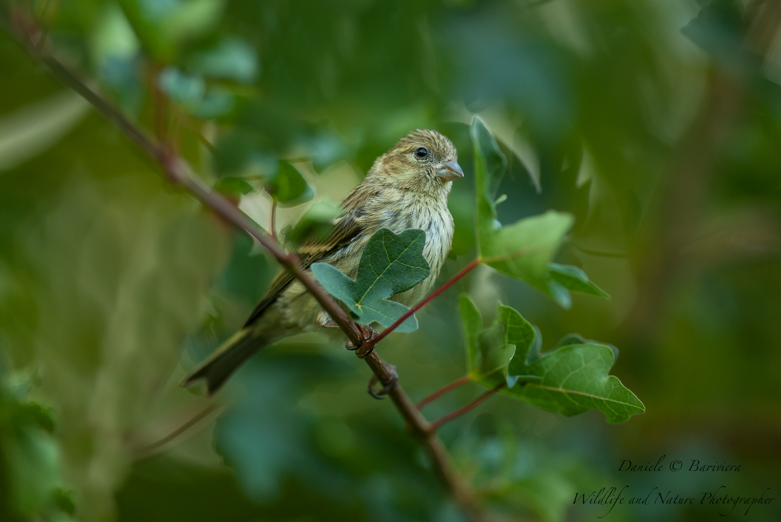 Verzellino incorniciato...(femmina)