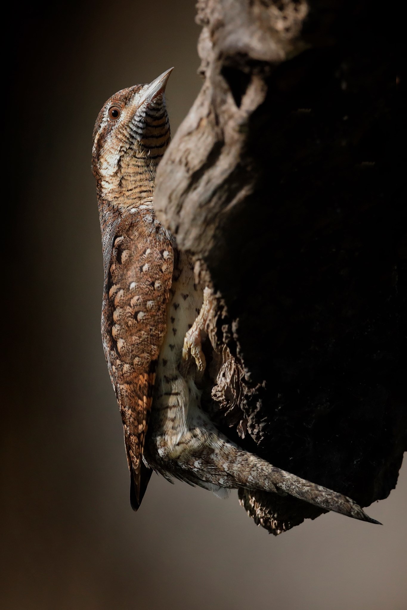 Torcicollo