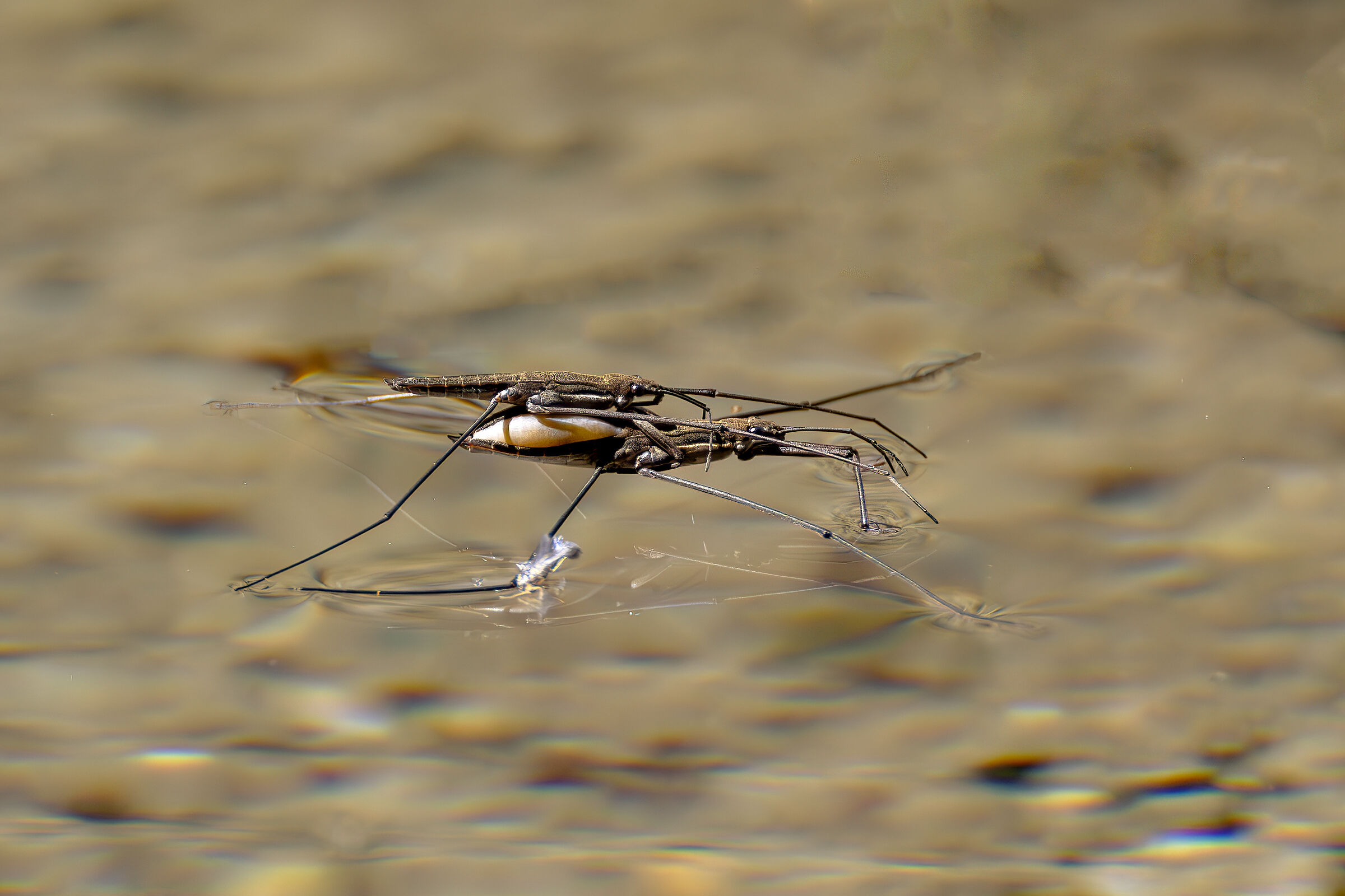 Gerride in accoppiamento - Gerris gibifer