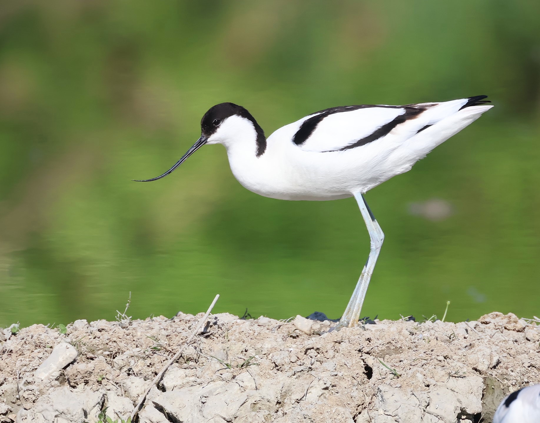 The elegance of the avocet