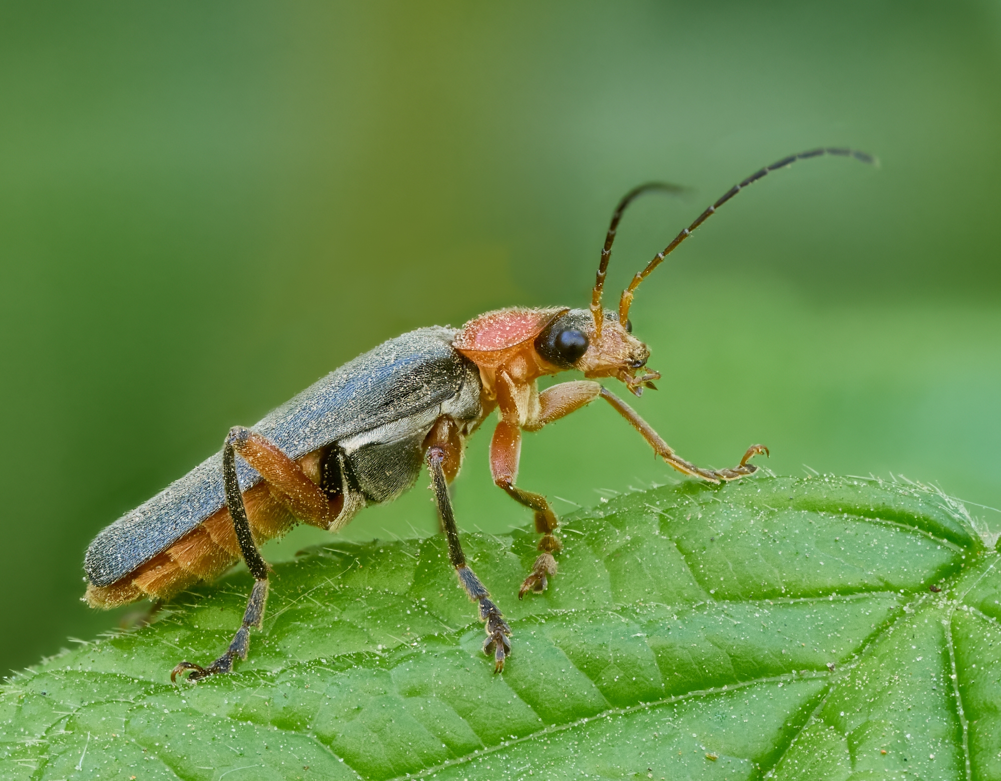 Cantharis sp.