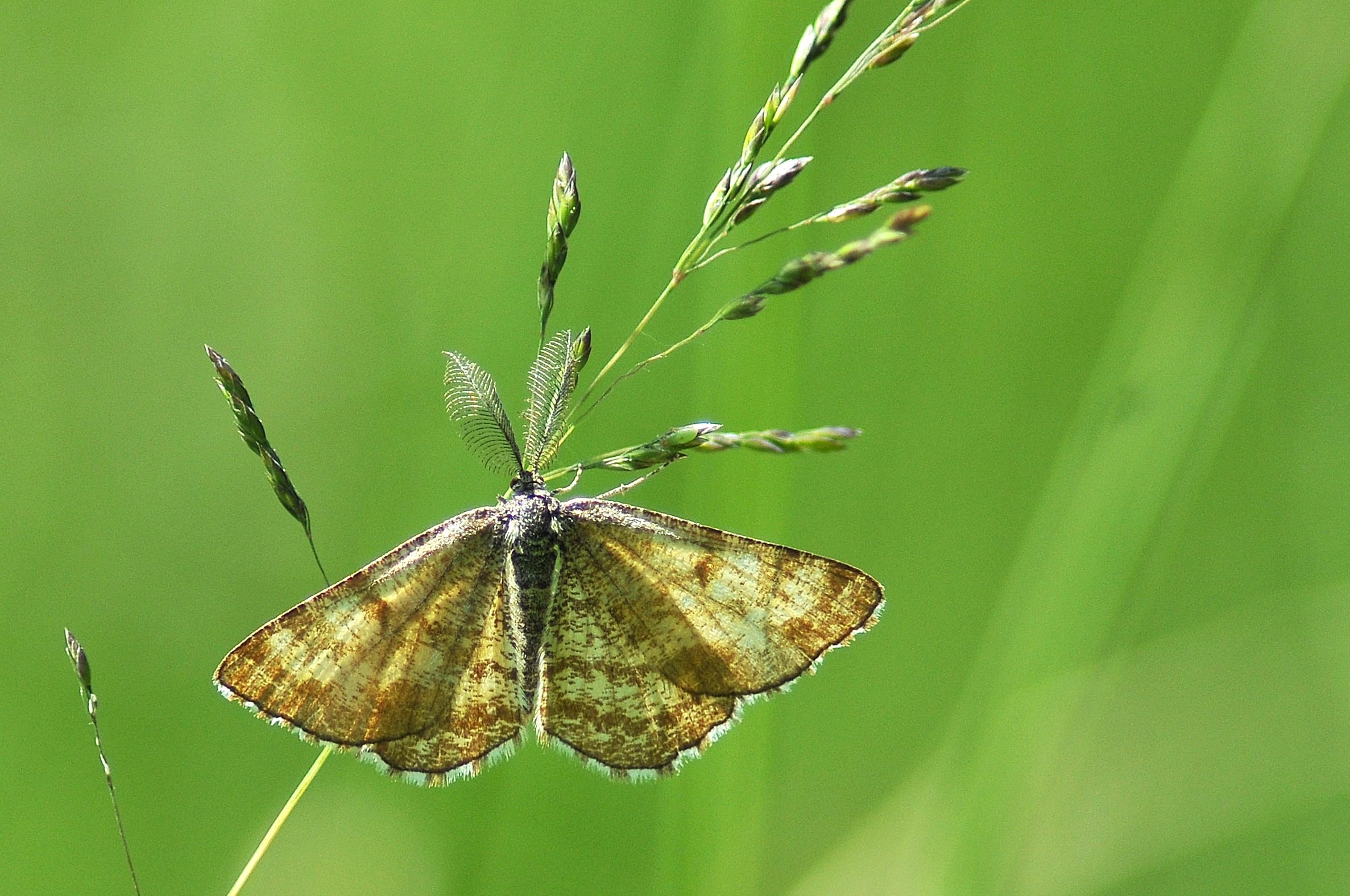 Ematurga atomaria
