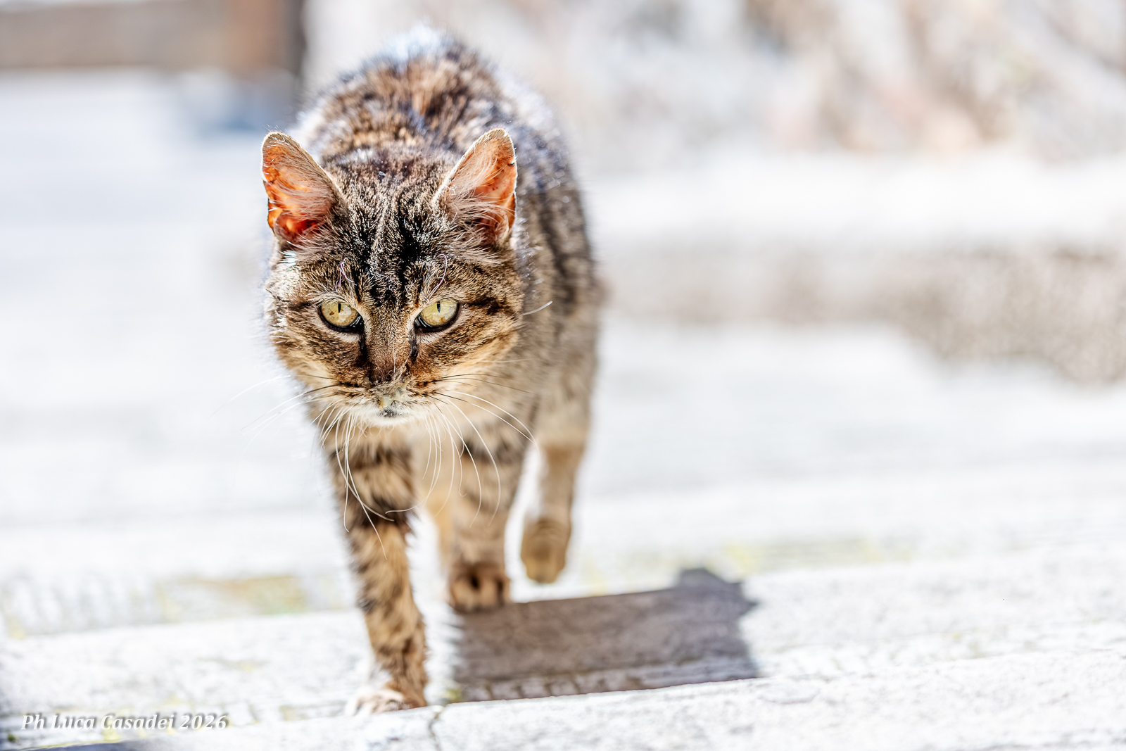 Felino