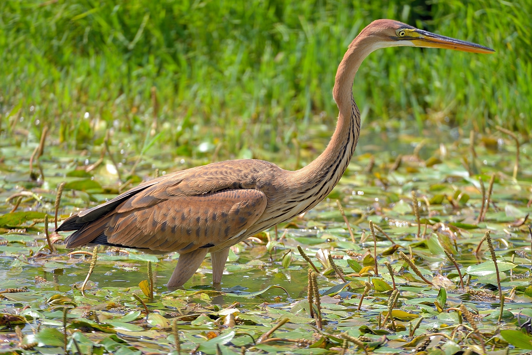 Purple Heron (Ardea purpurea)