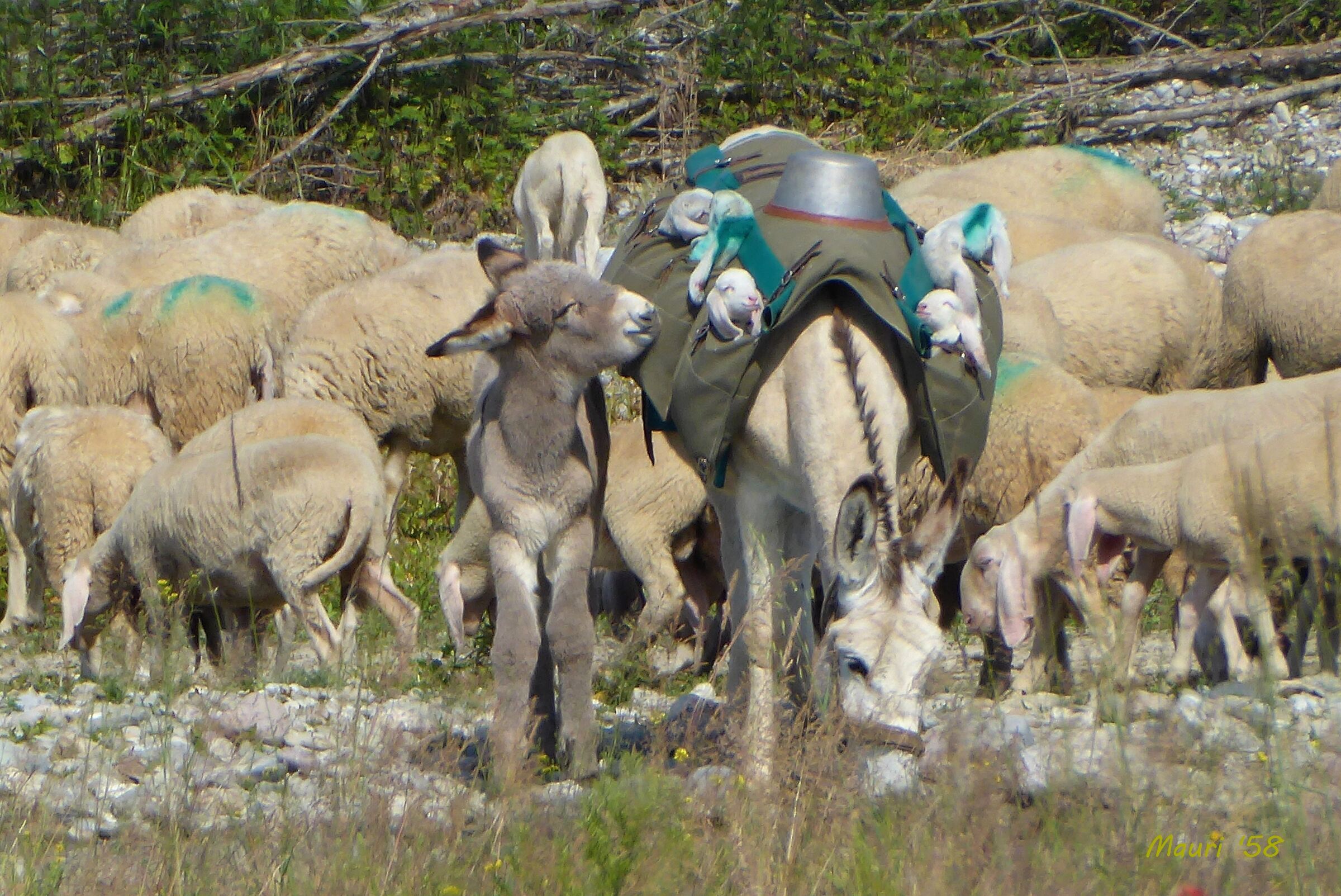Belati sul greto del fiume